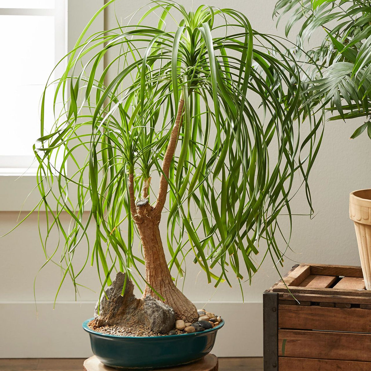 Beaucarnea Recurvata - Ponytail palm 100mm