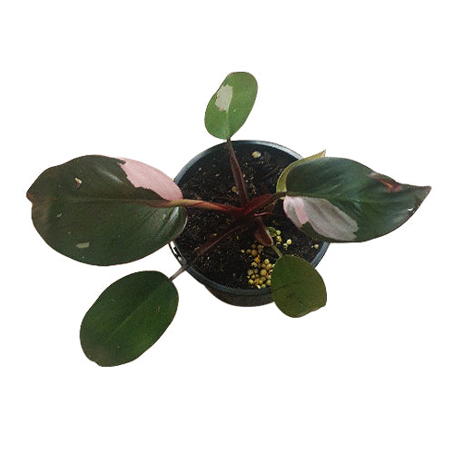 Philodendron Pink Princess 120mm