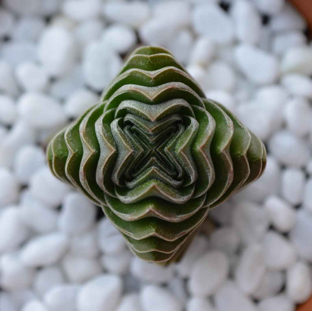 Crassula Buddhas Temple 100mm