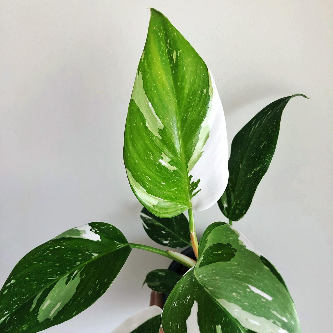 Philodendron Erubescens White Princess 120mm