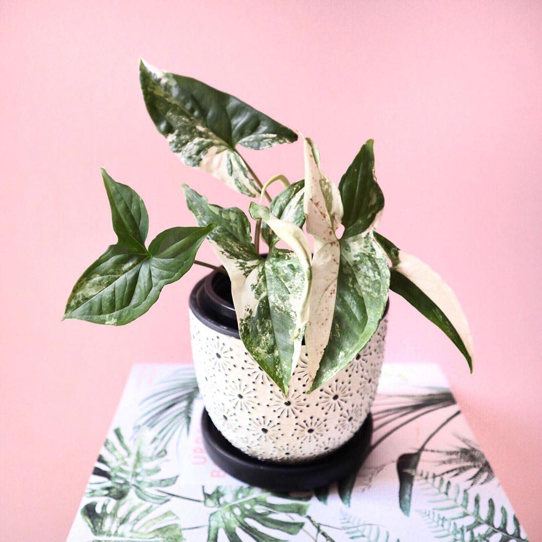 Syngonium Fantasy 100mm