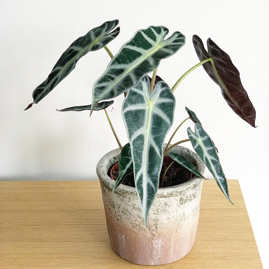 Alocasia Bambino 90mm
