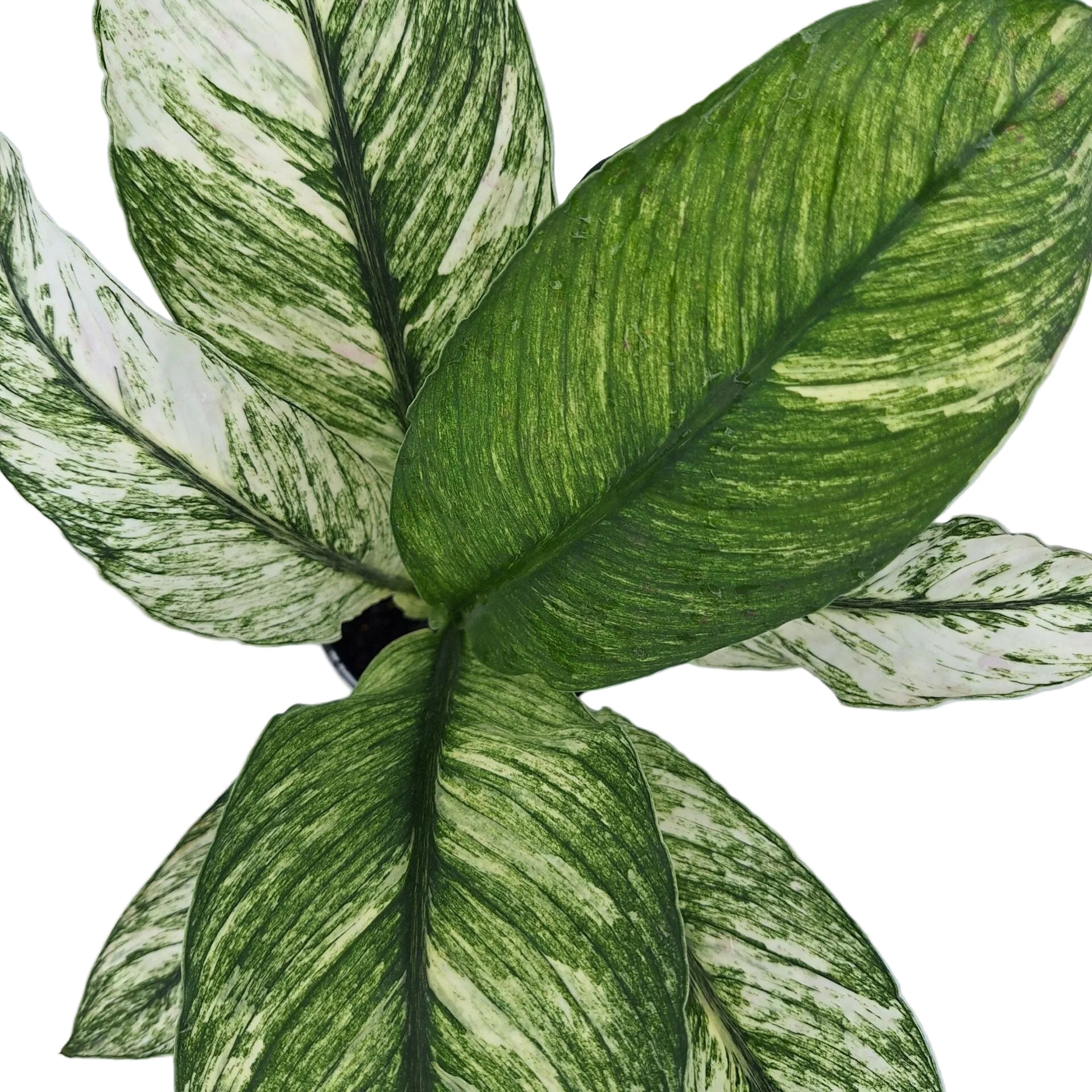 Spathiphyllum Sensation Mint 125mm