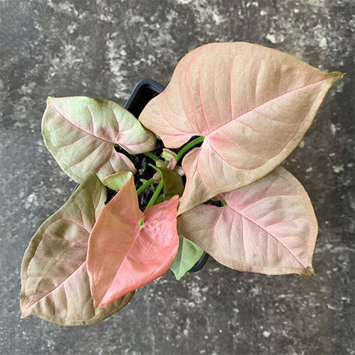 Syngonium Neon 100mm