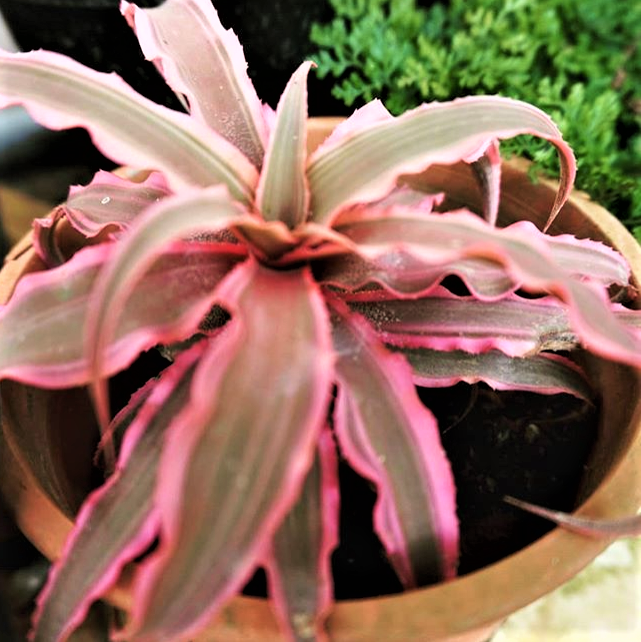 Cryptanthus Desert Star 90mm