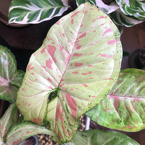 Syngonium Confetii 70mm