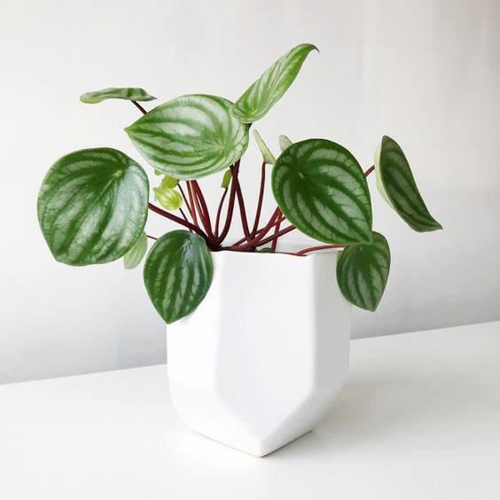 Peperomia Argyreia - Watermelon Peperomia 120mm