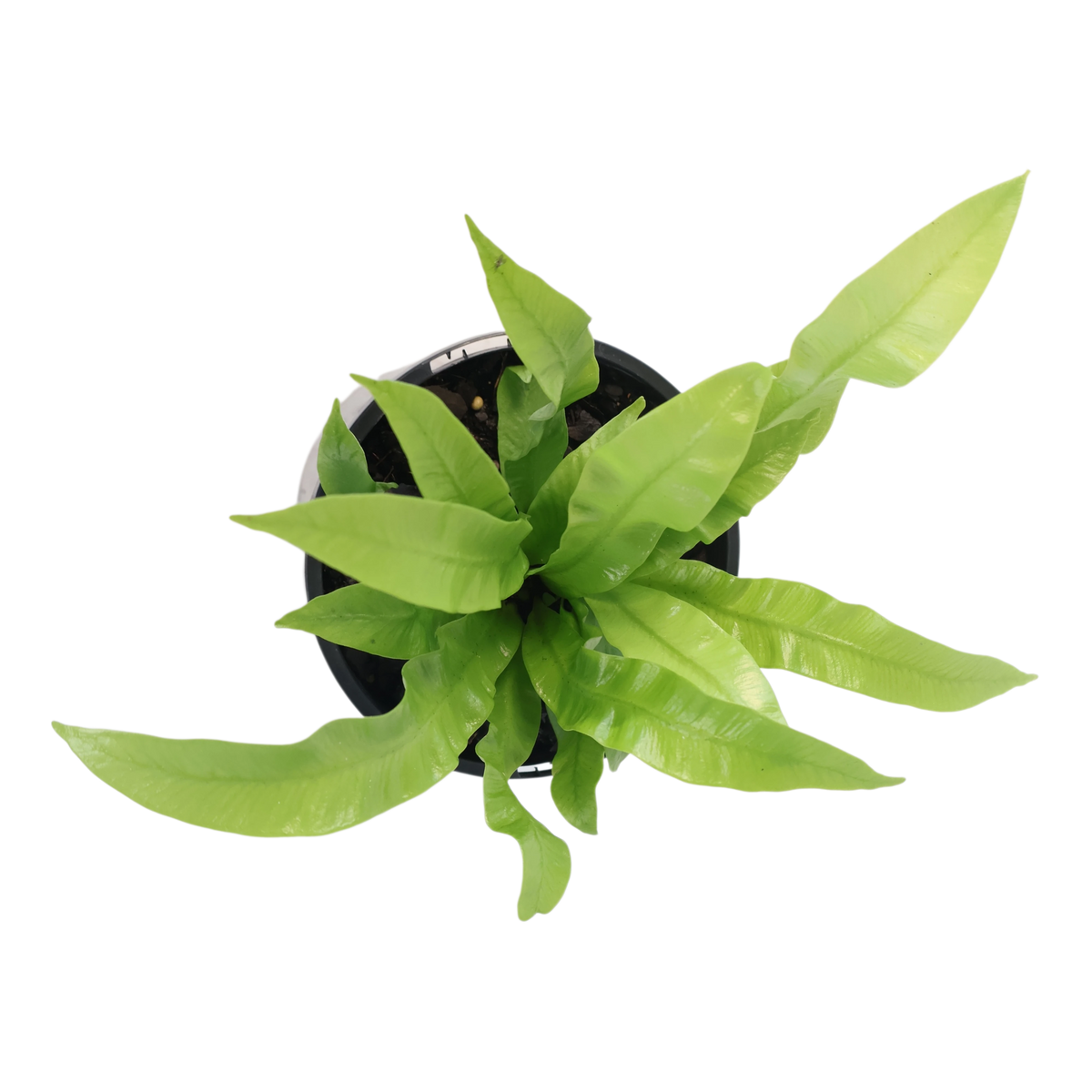 Asplenium Nidus Crispy Wave 100mm