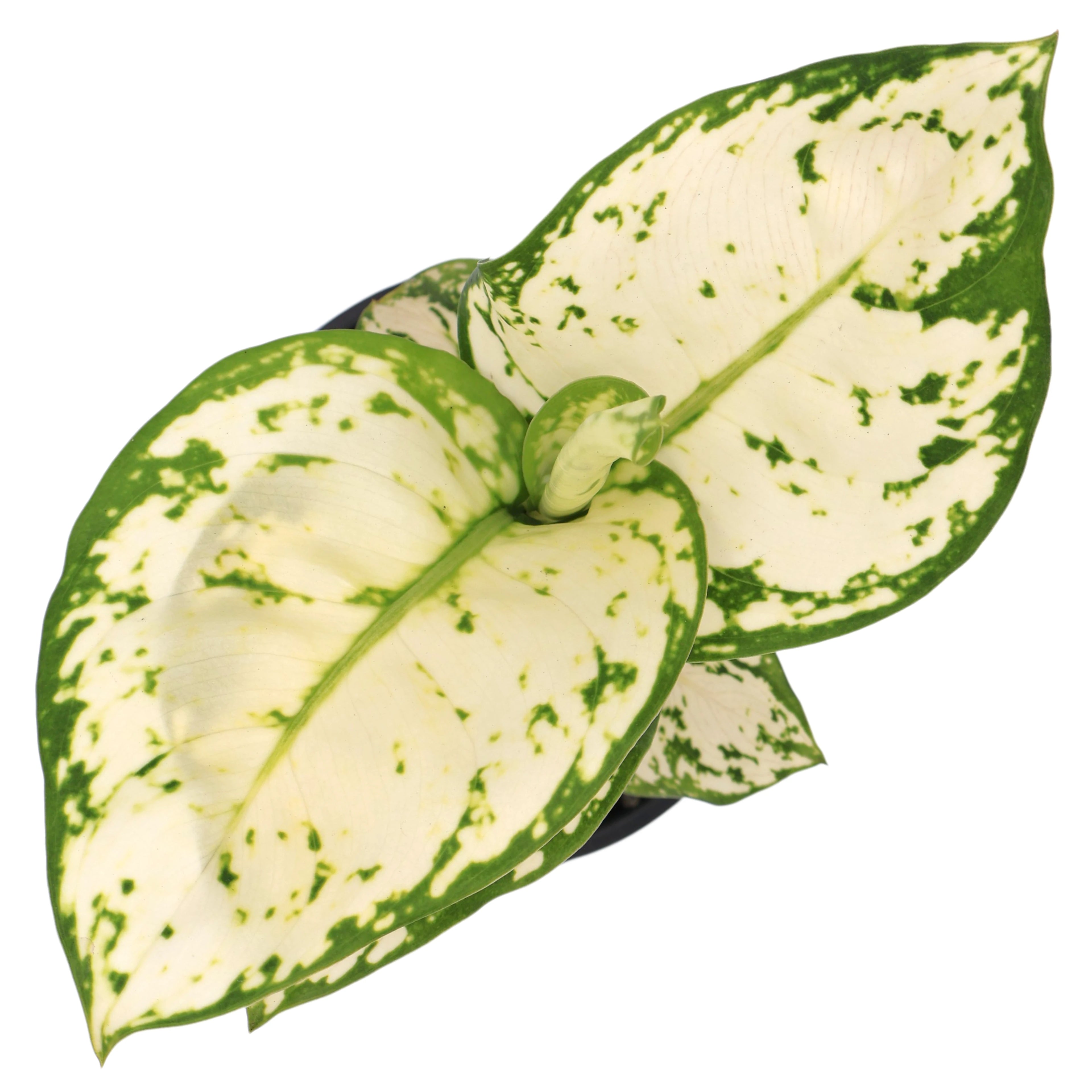 Aglaonema White Valentine 100mm