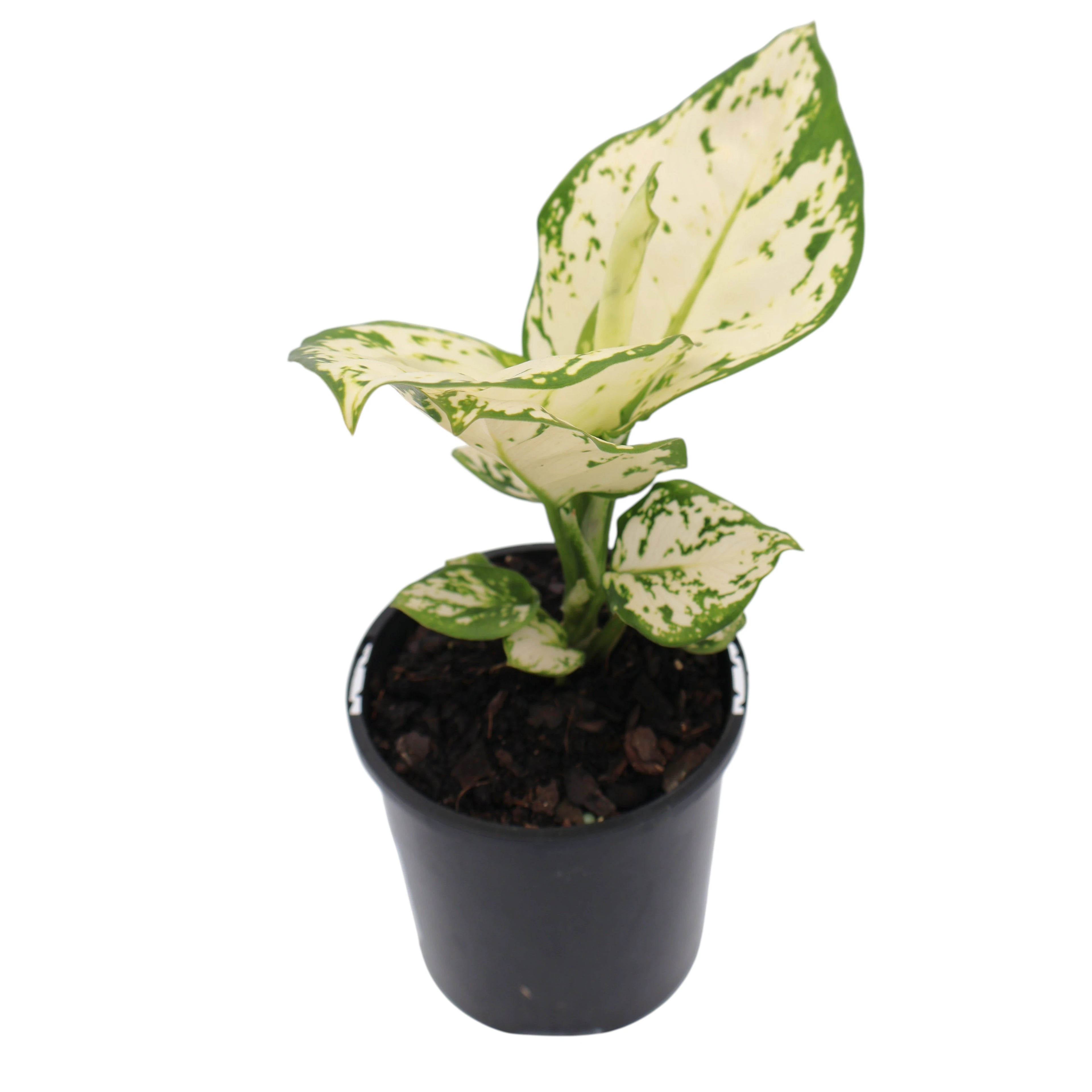 Aglaonema White Valentine 100mm