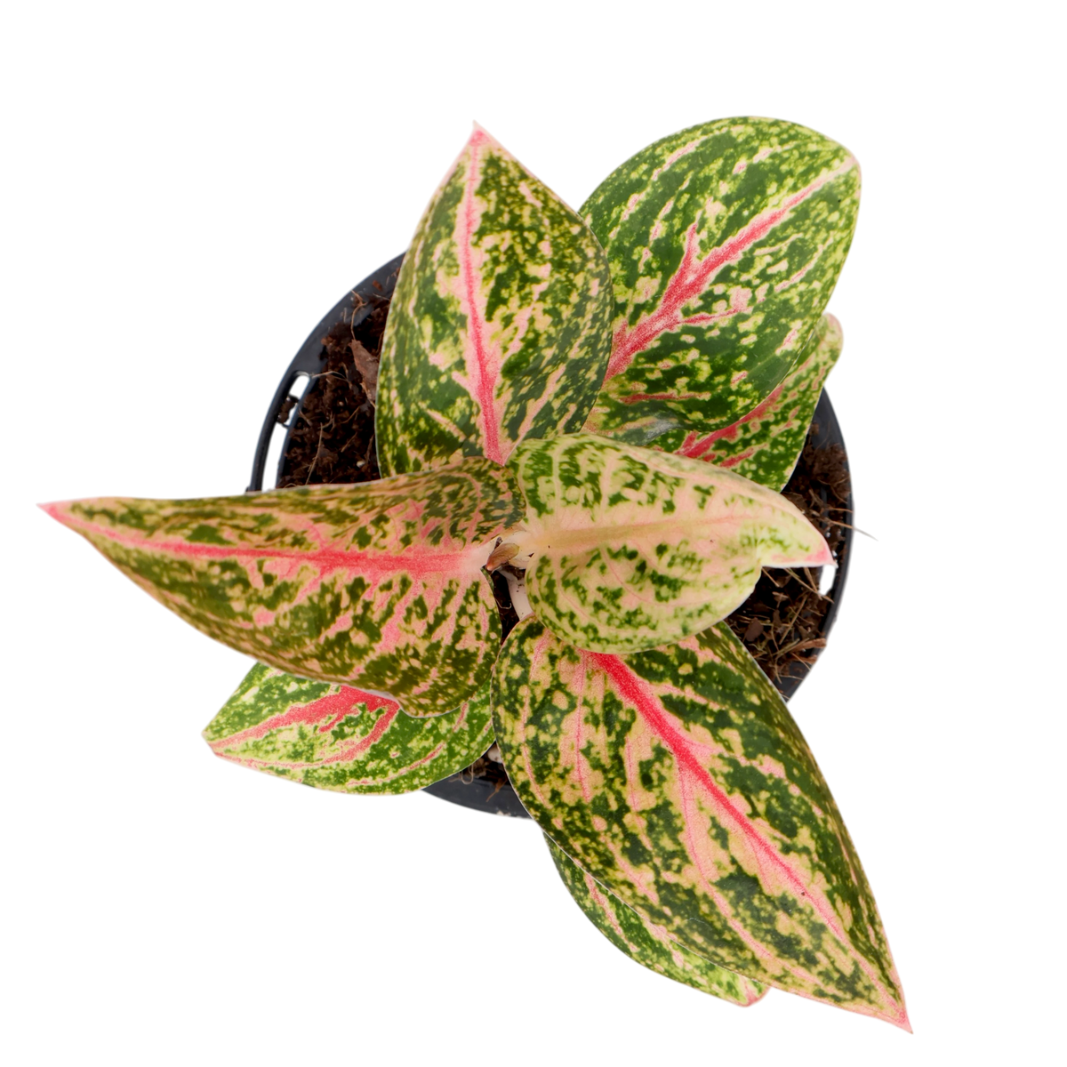 Aglaonema Golden Powder