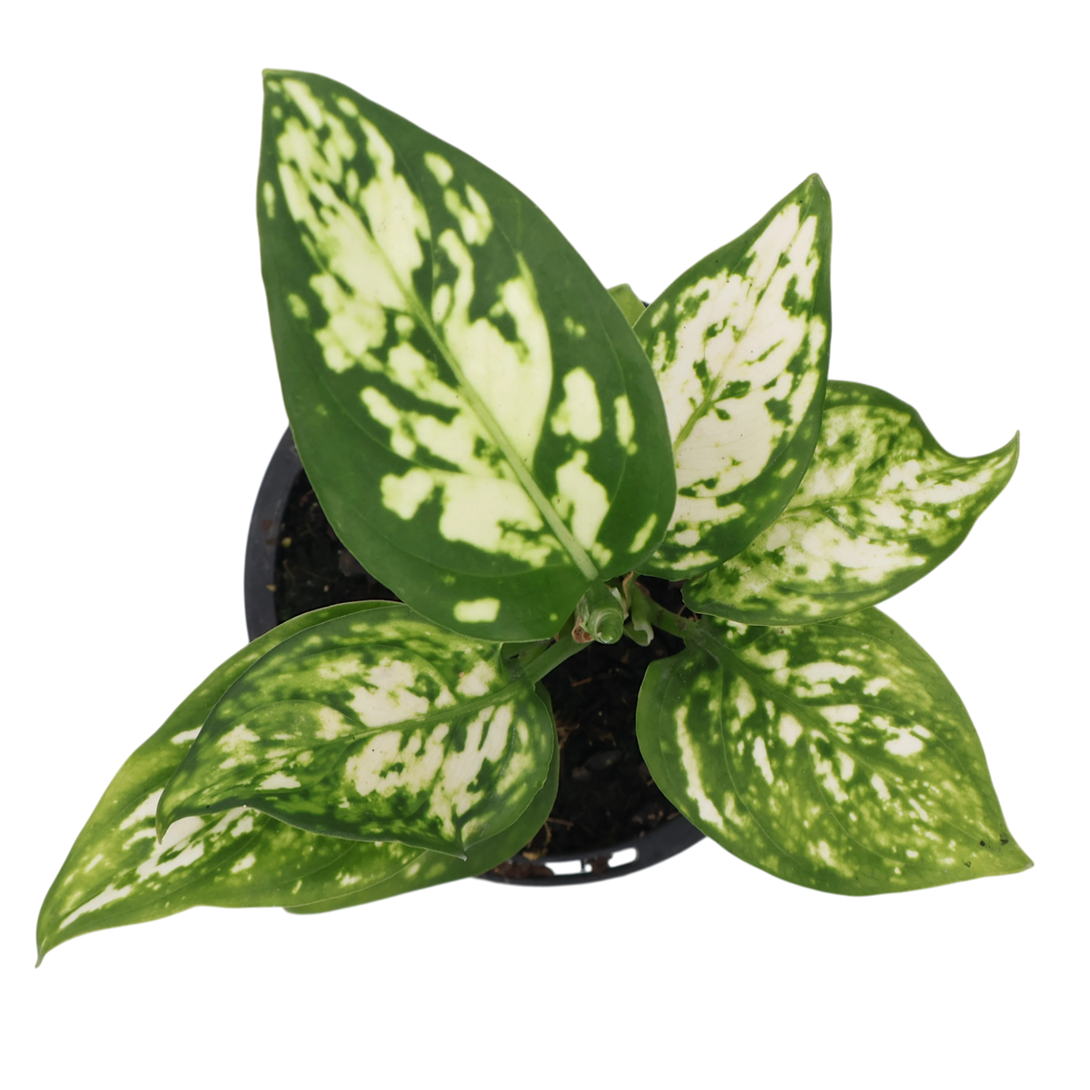 Aglaonema Silver Cosmetics 90mm