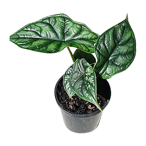 Alocasia baginda Dragon Scale 100mm
