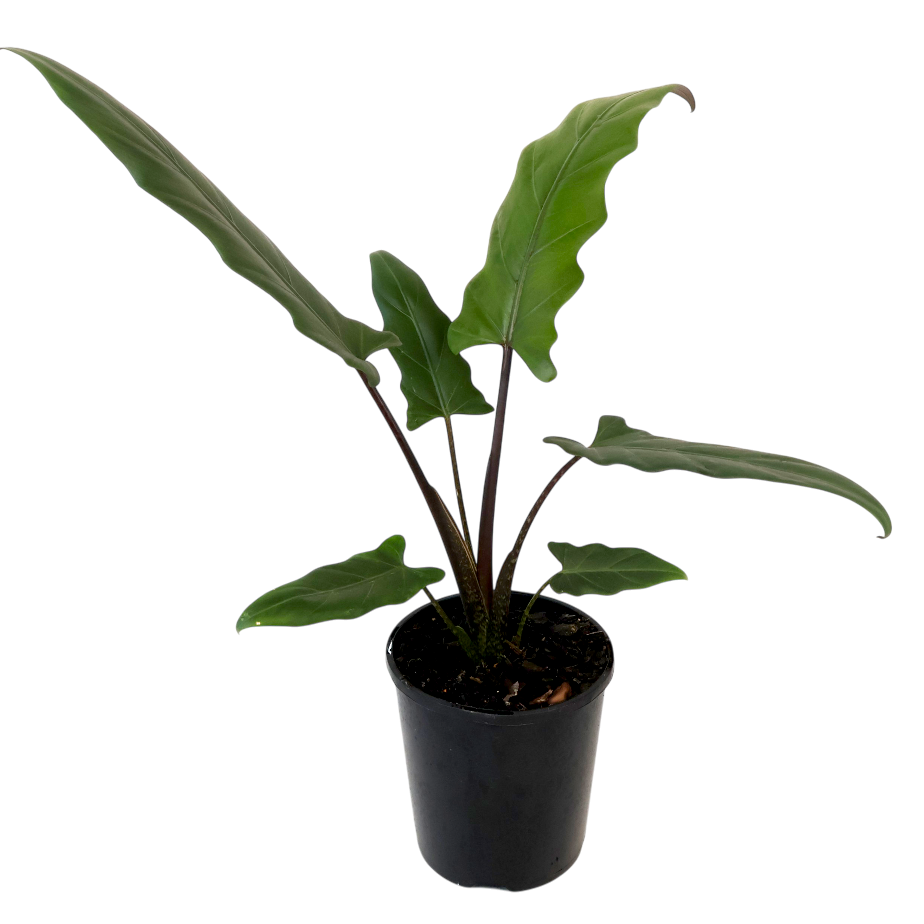Alocasia Lauterbachiana Purple Sword 125mm
