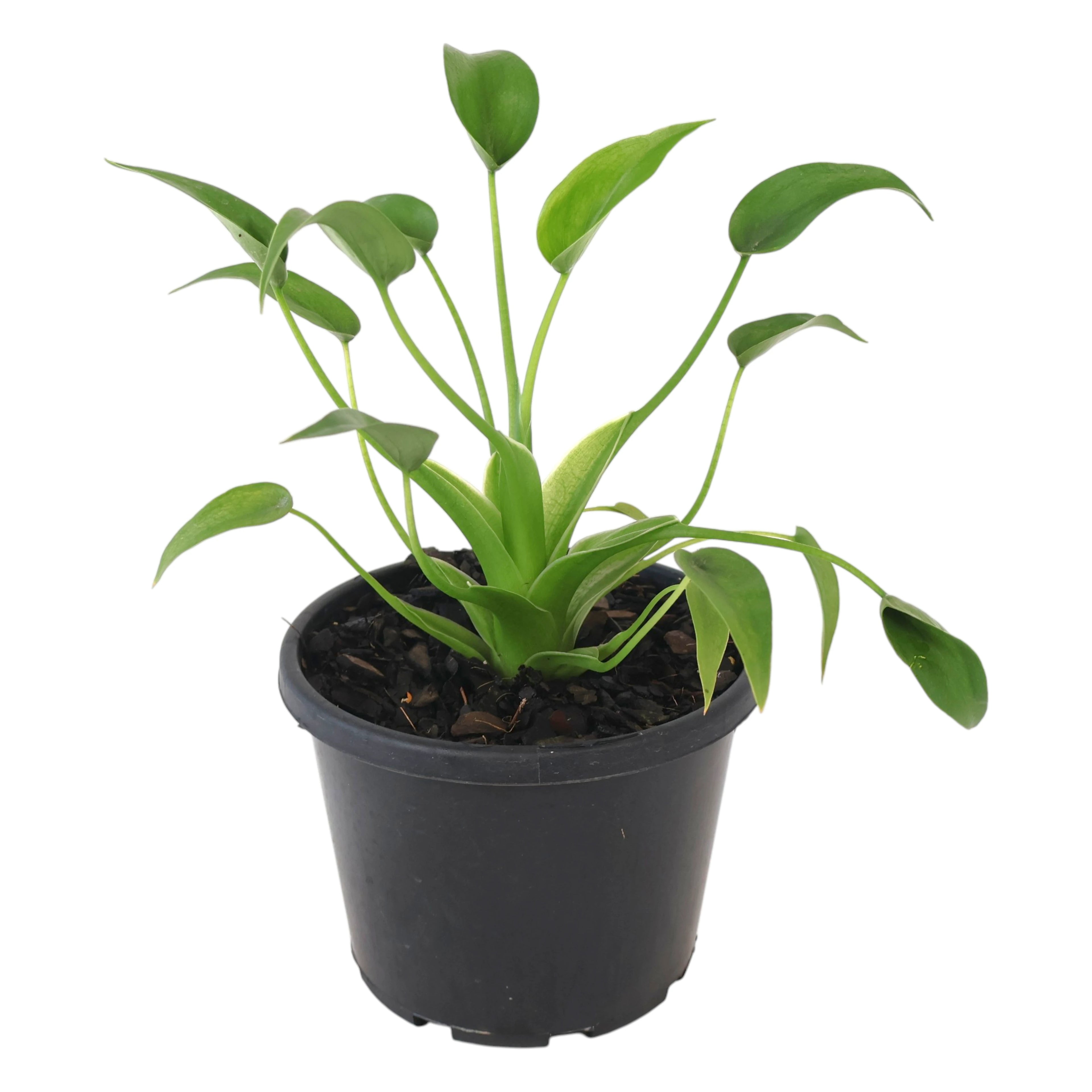 Alocasia Tiny Dancer 130mm