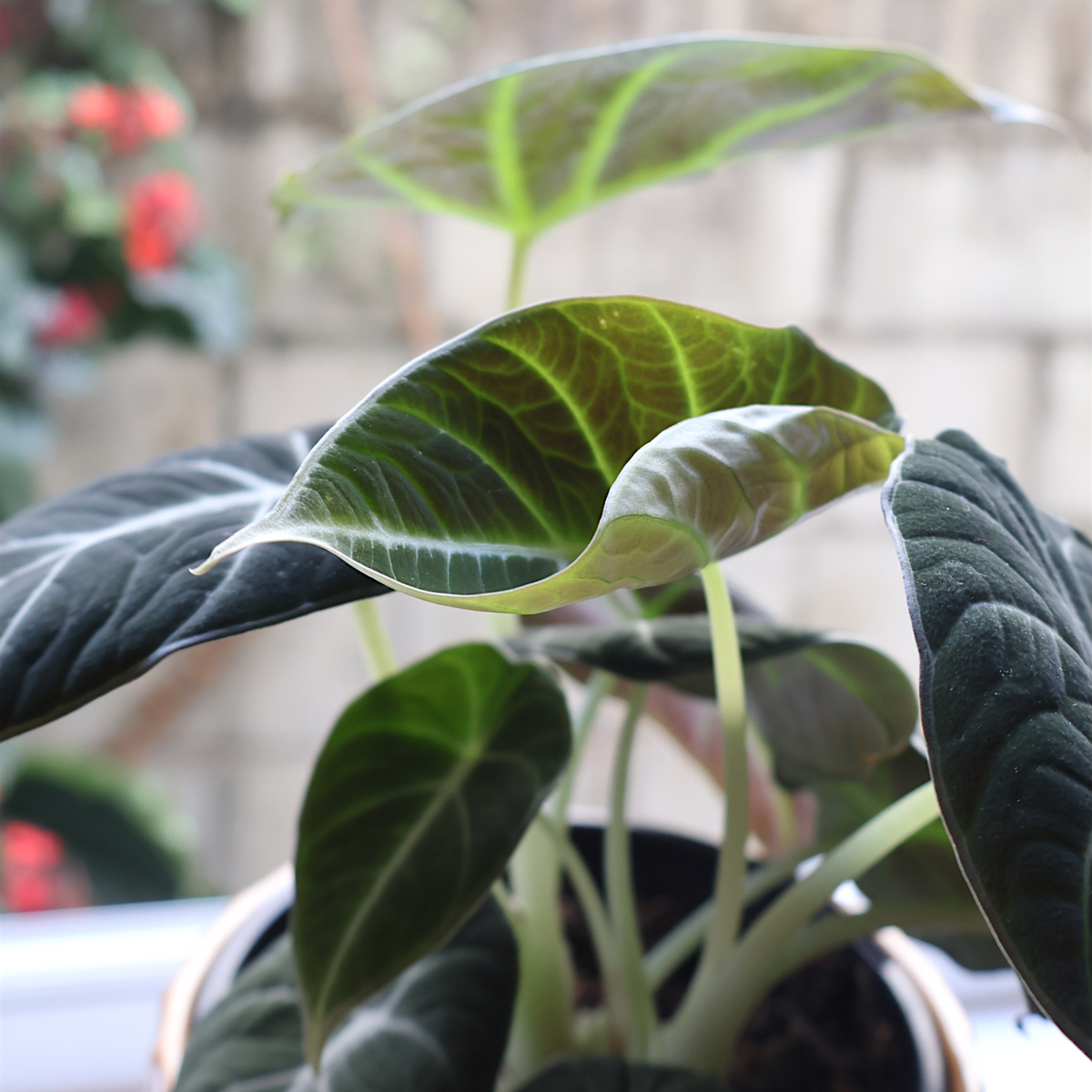Alocasia Black Velvet 90mm