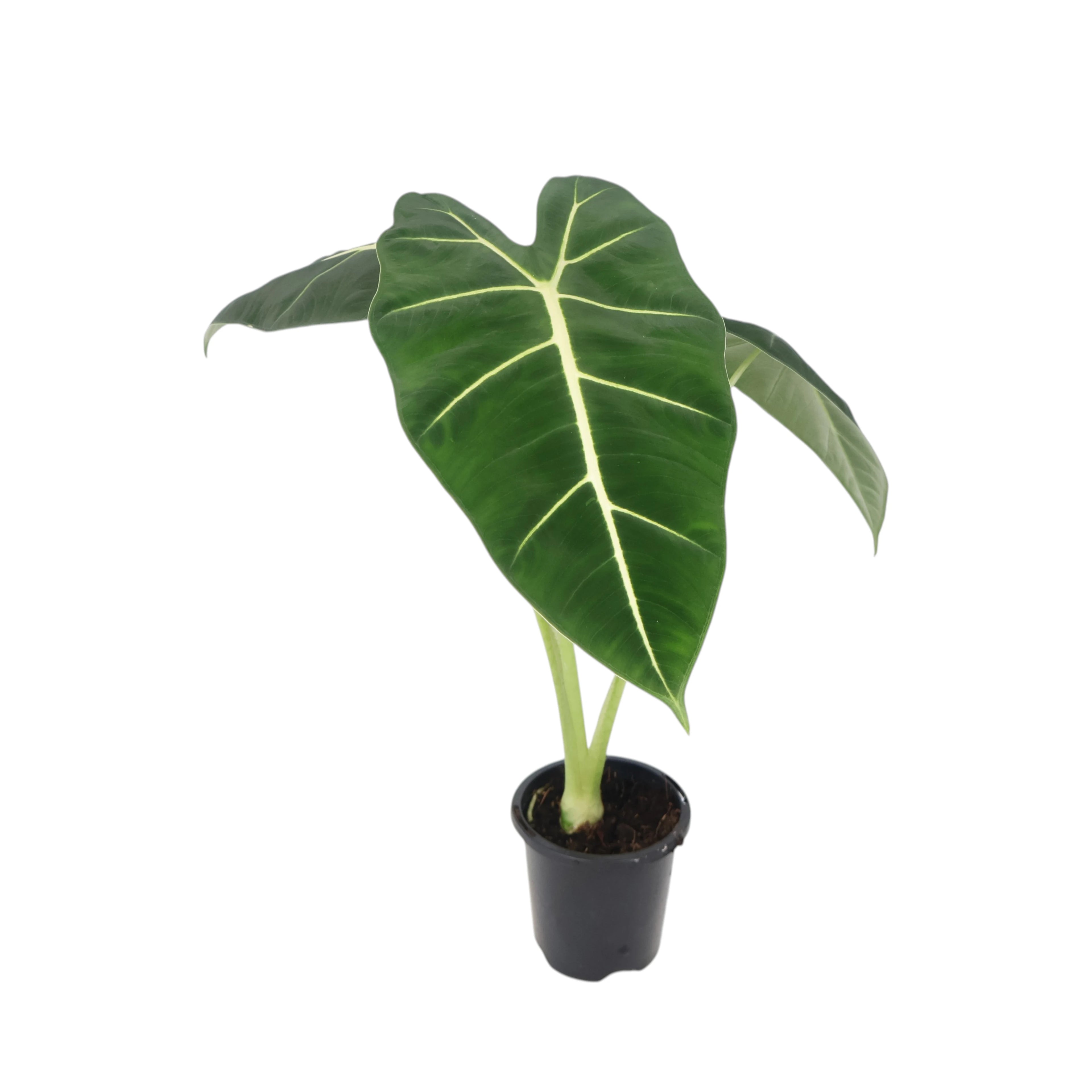Alocasia Frydek - Green Velvet 90mm