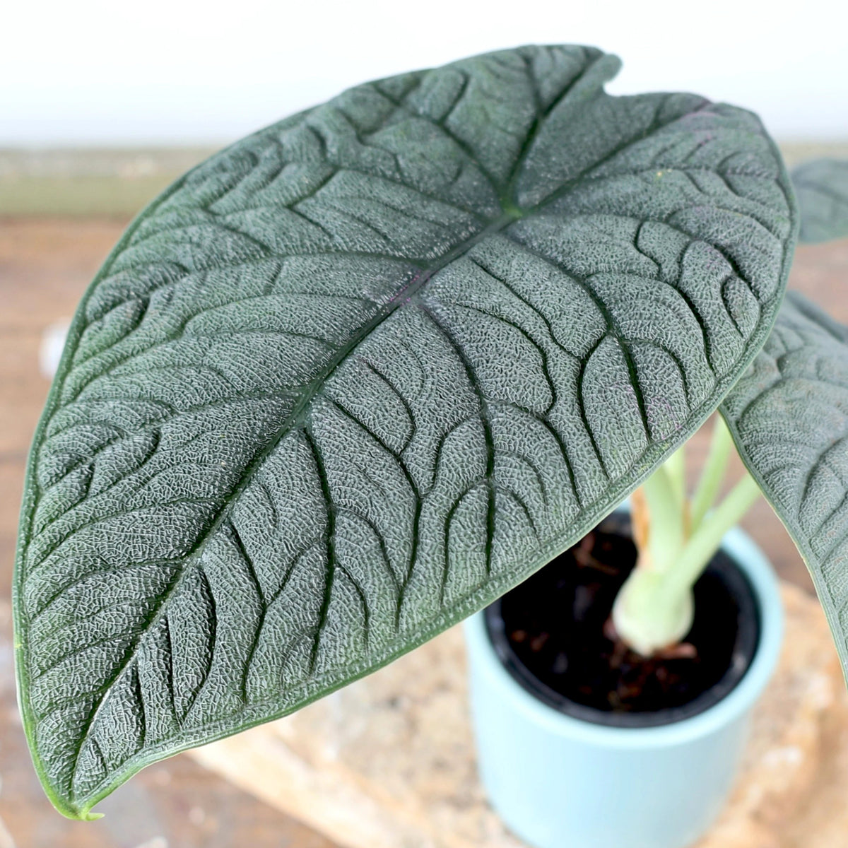 Alocasia Melo 90mm