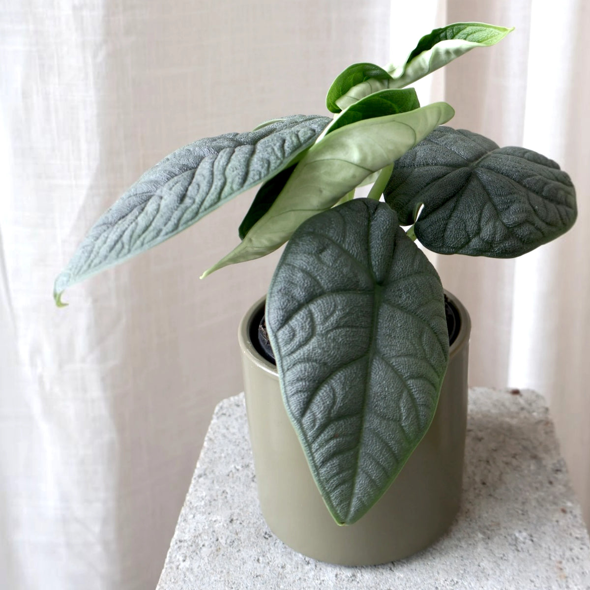Alocasia Melo 90mm