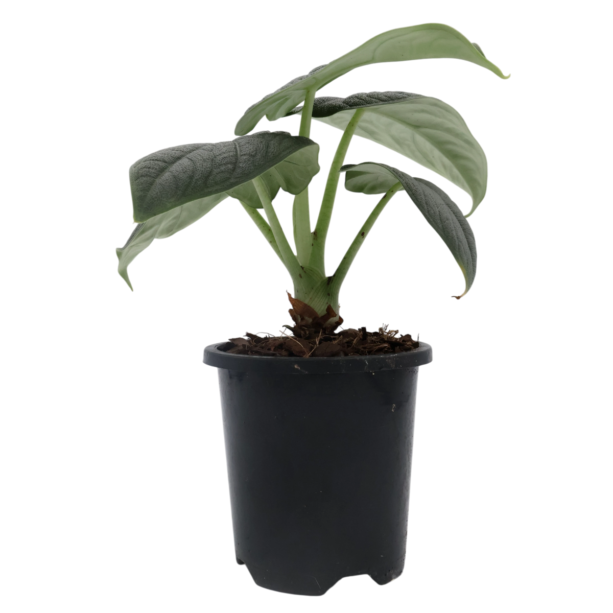 Alocasia Melo 90mm