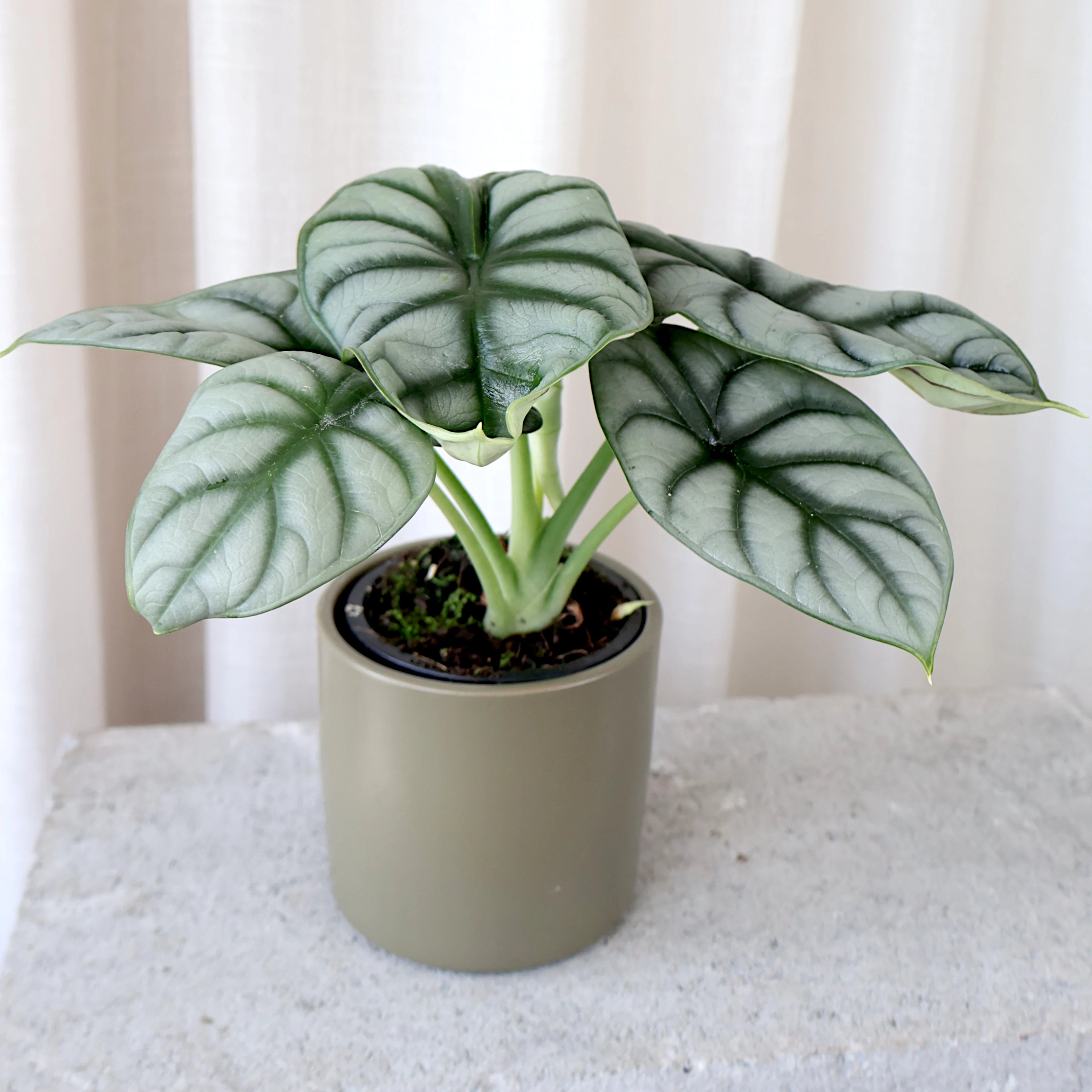 Alocasia Silver Dragon 90mm