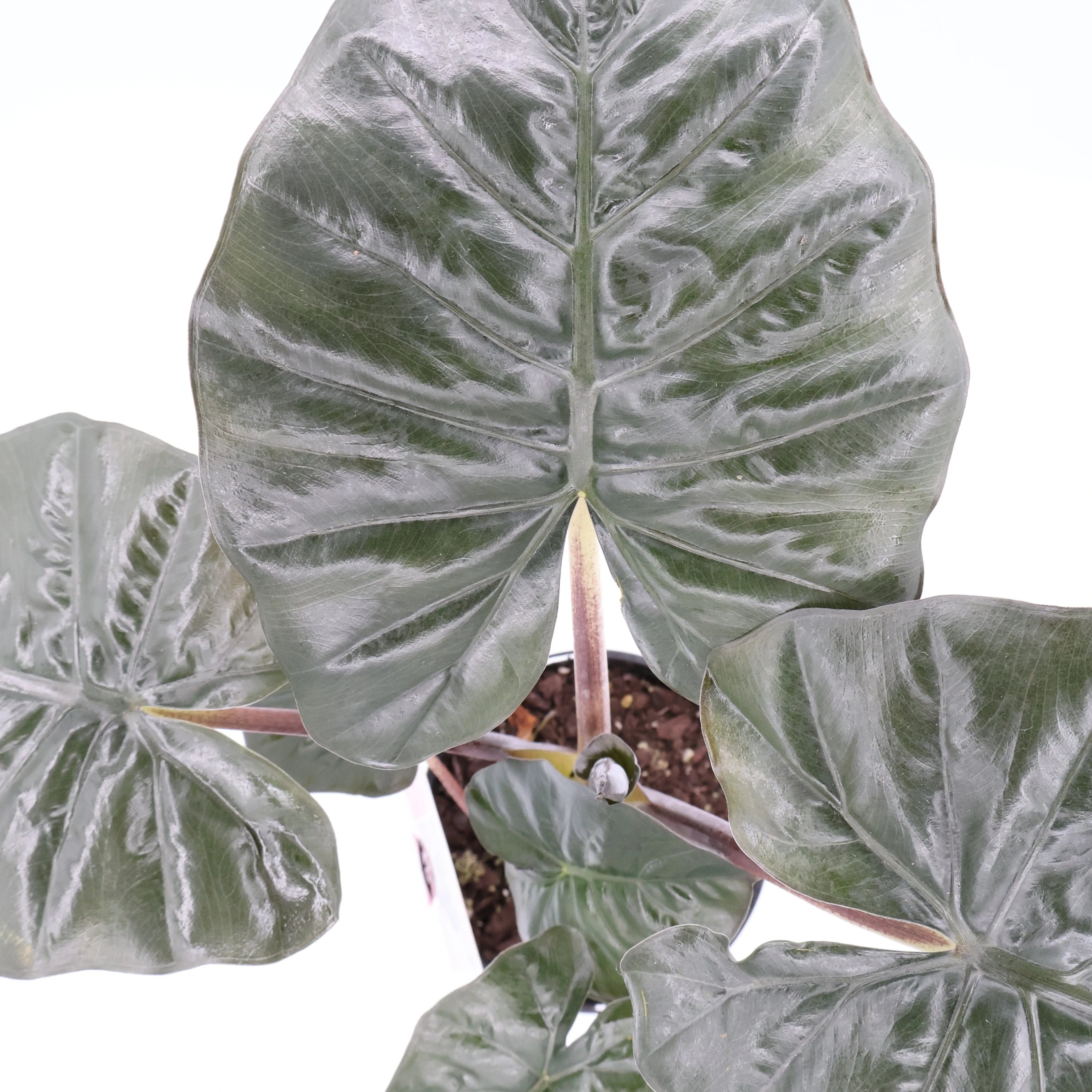 Alocasia Yucatan Princess 125mm