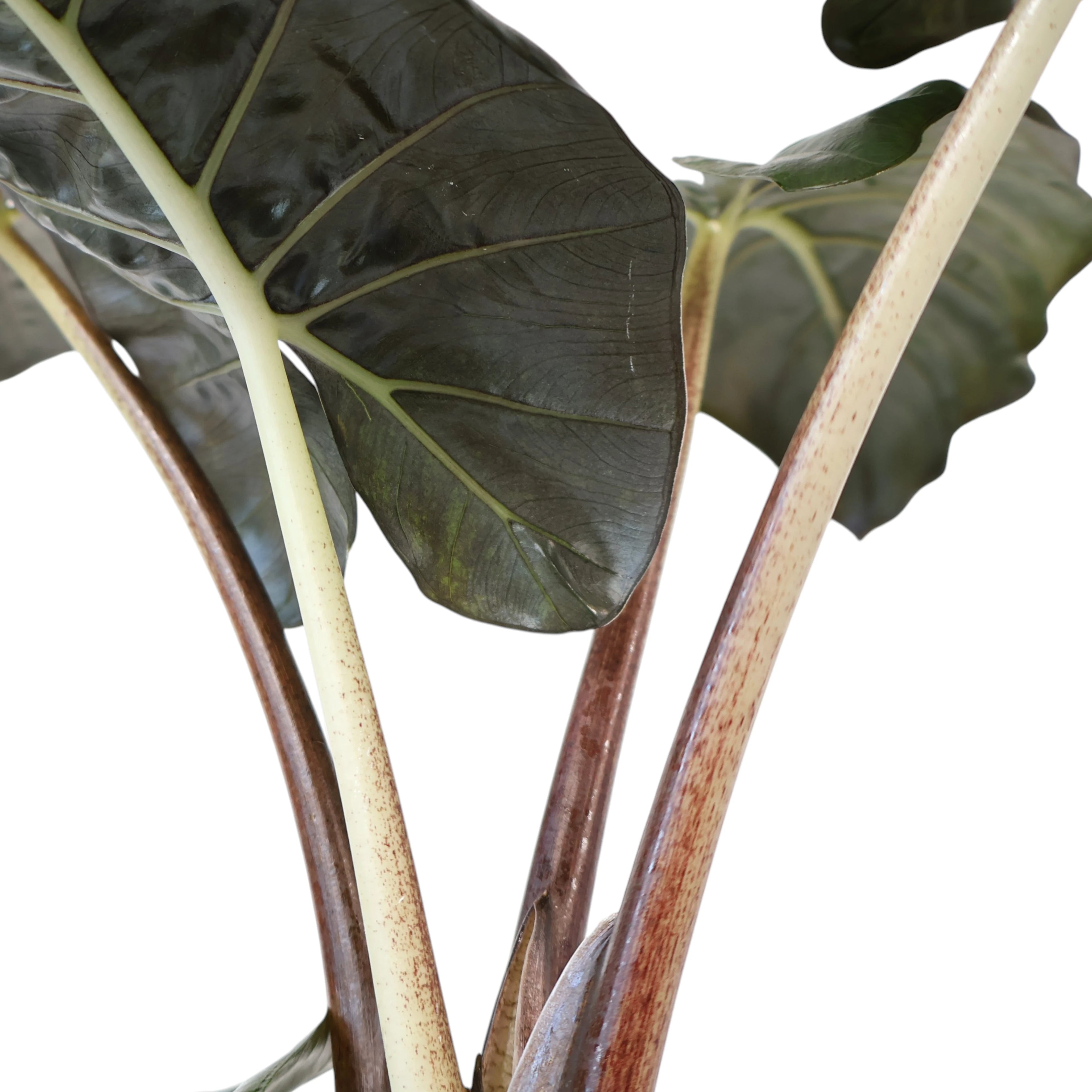 Alocasia Yucatan Princess 125mm