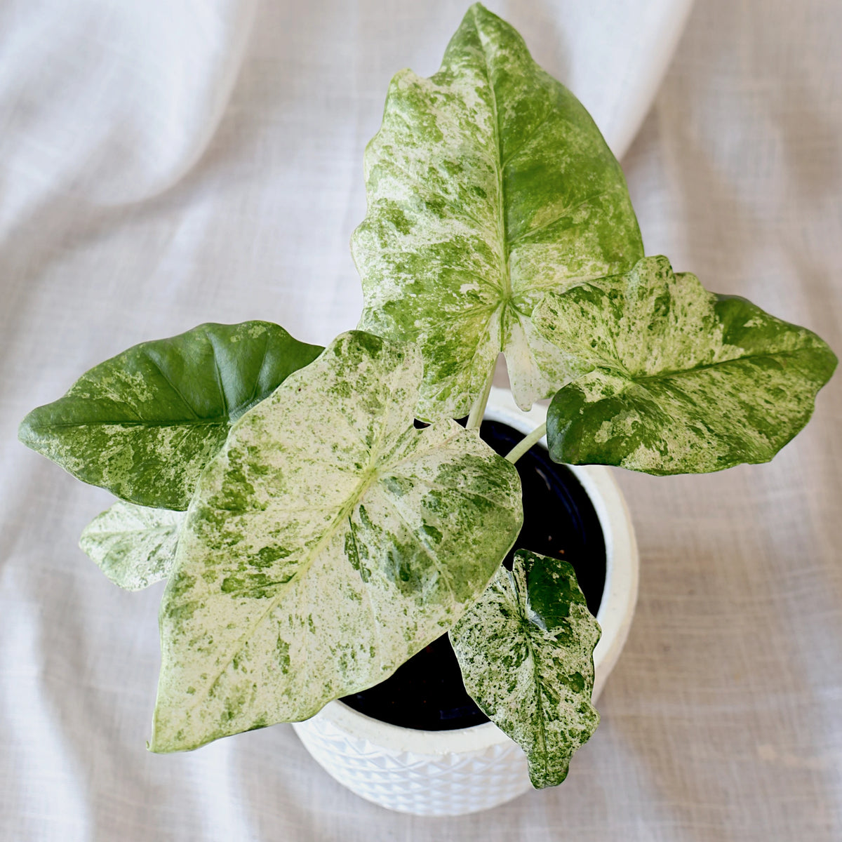 Alocasia Odora Batik 125mm