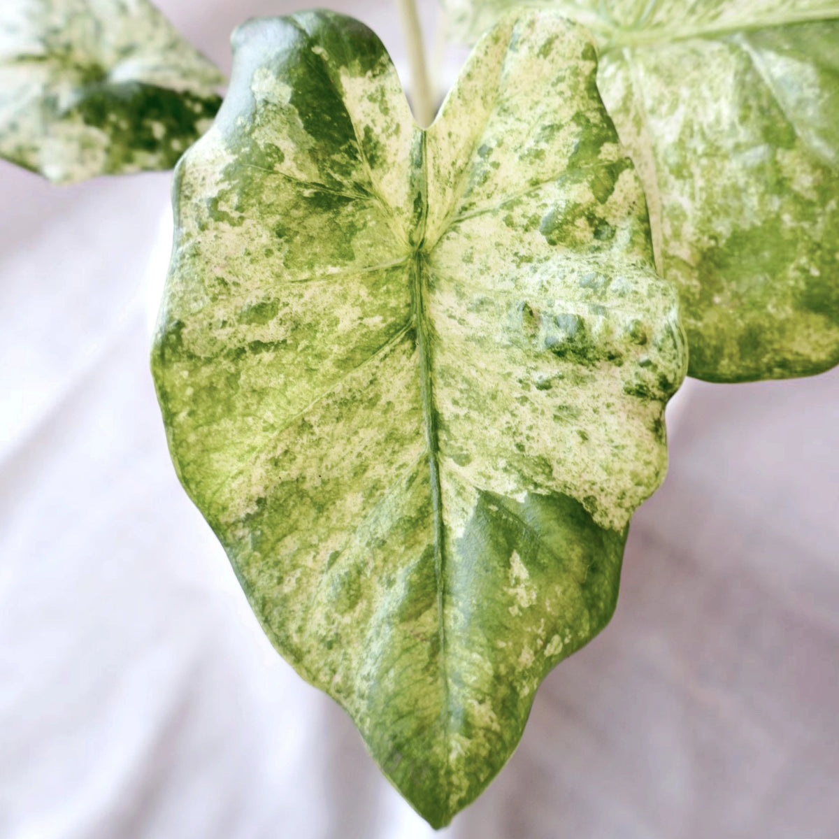 Alocasia Odora Batik 125mm