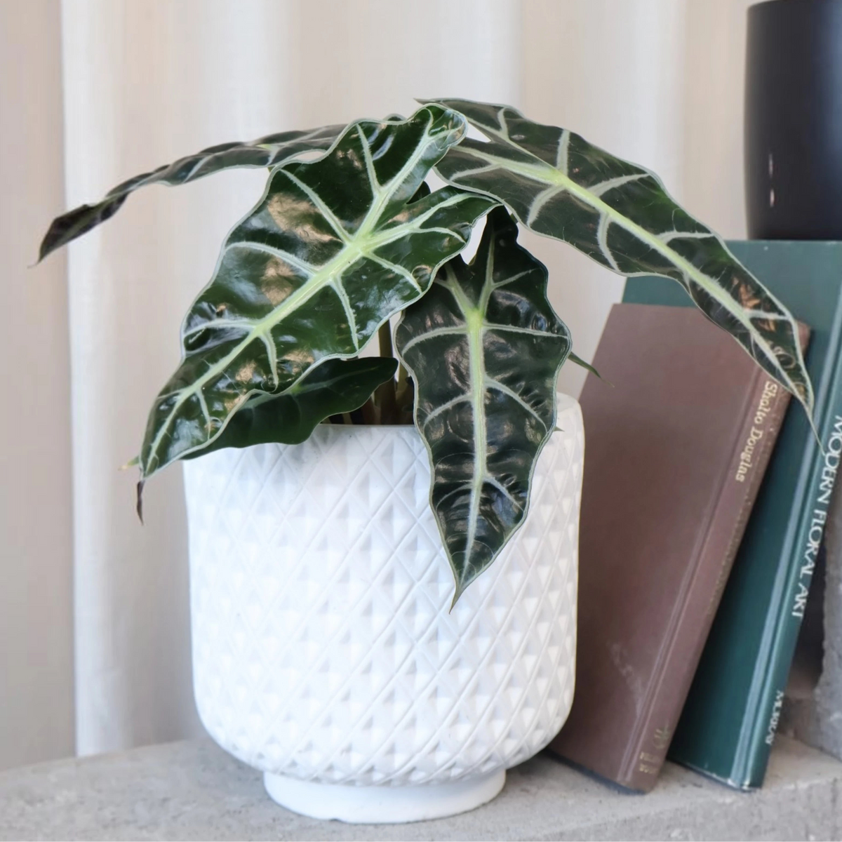 Alocasia Polly 90mm