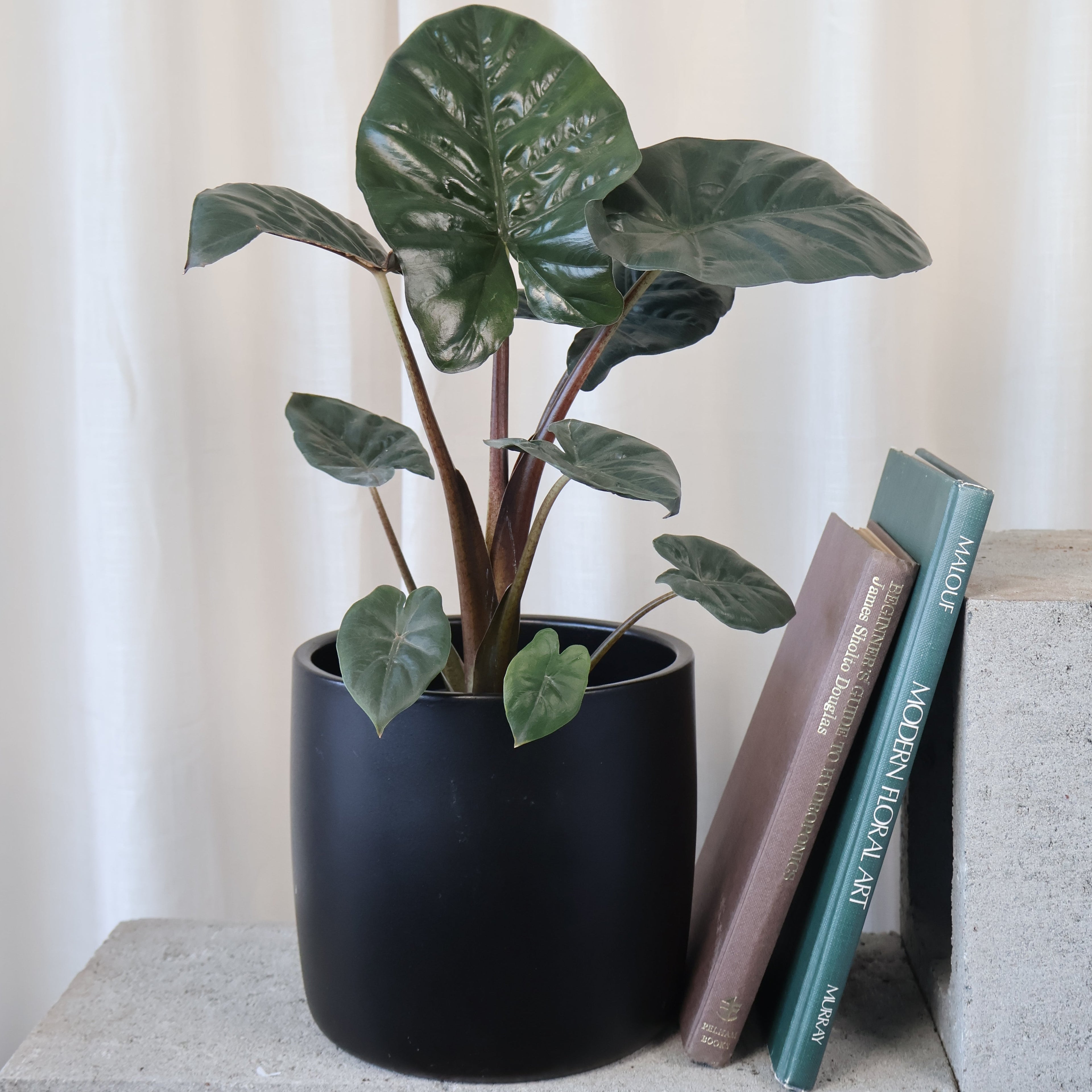 Alocasia Yucatan Princess 125mm