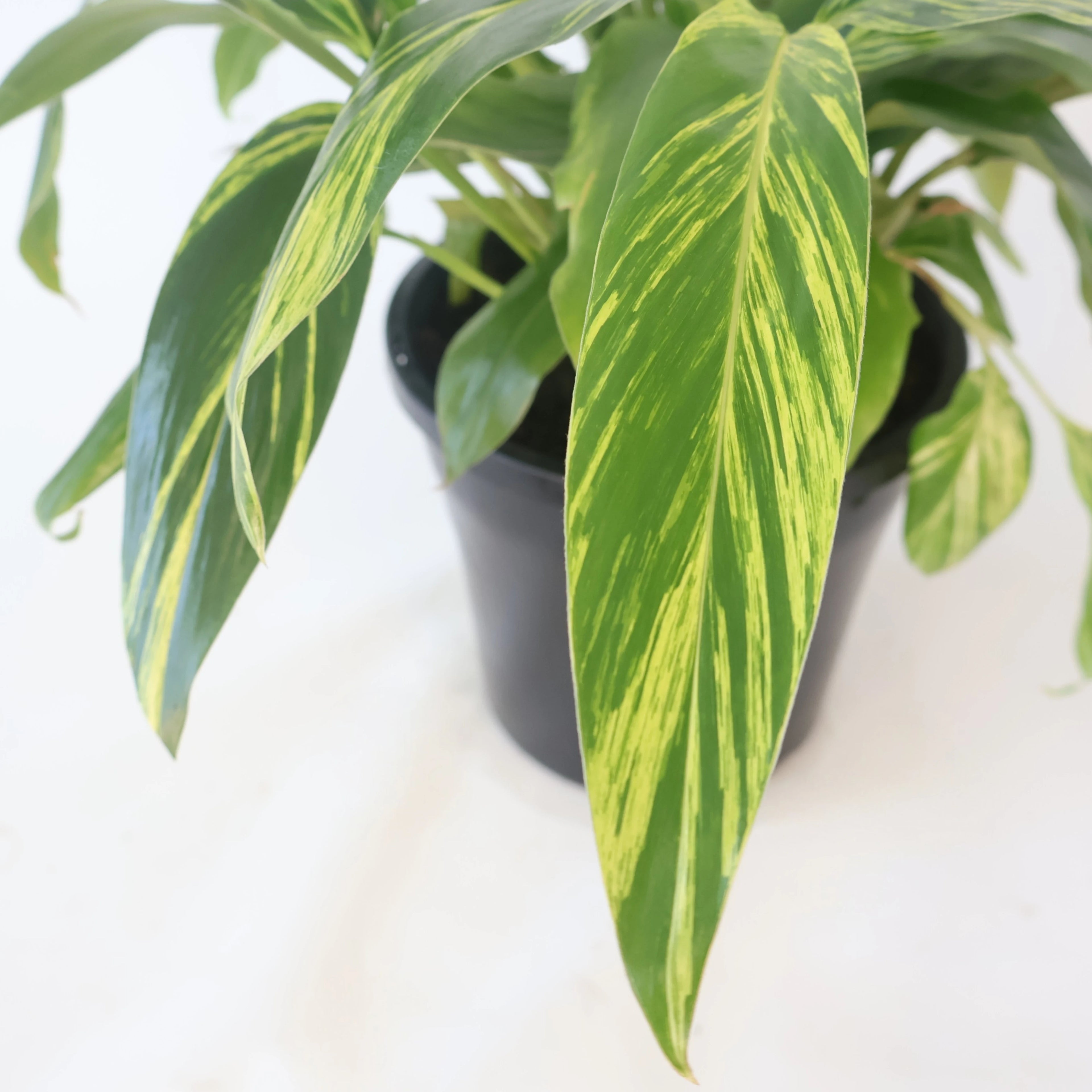 Alpinia Zerumbet Variegata 250mm