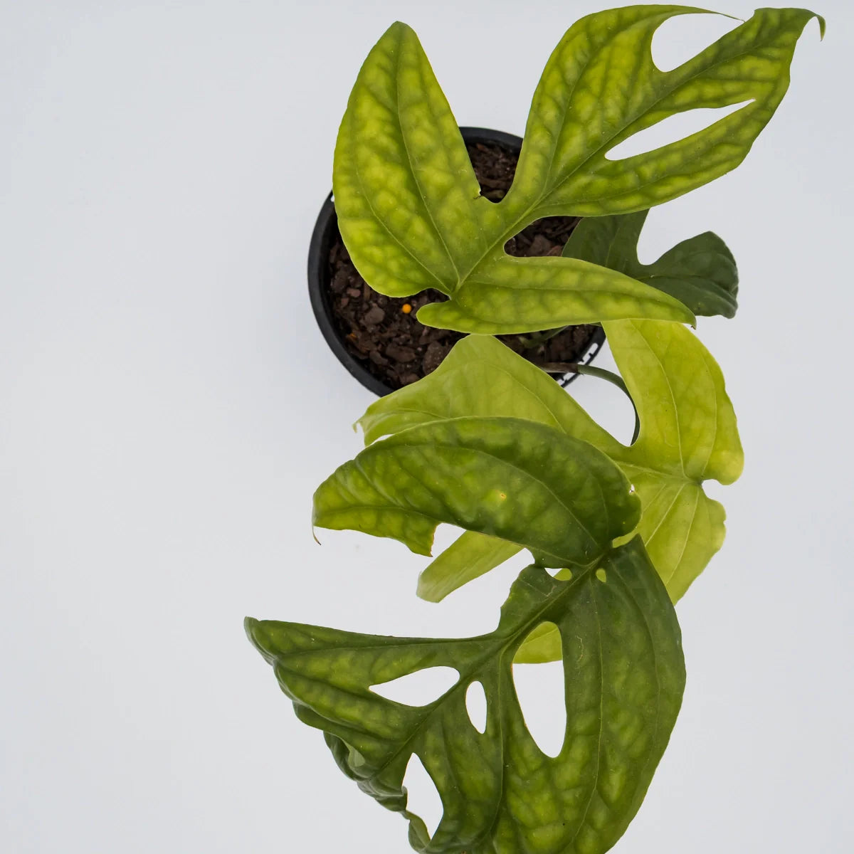 Amydrium Medium - Spiderman Monstera 120mm