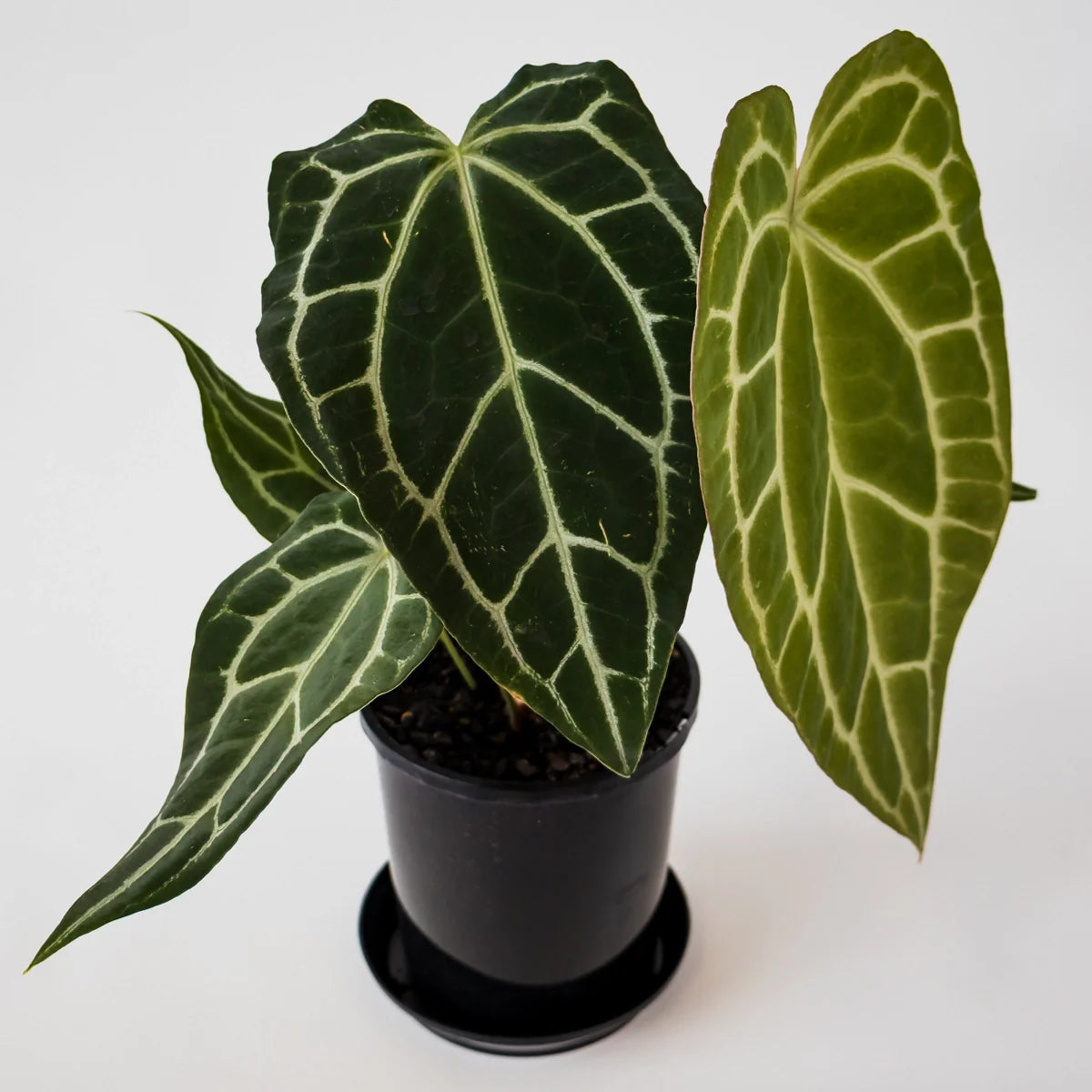 Anthurium Crystallanium 140mm