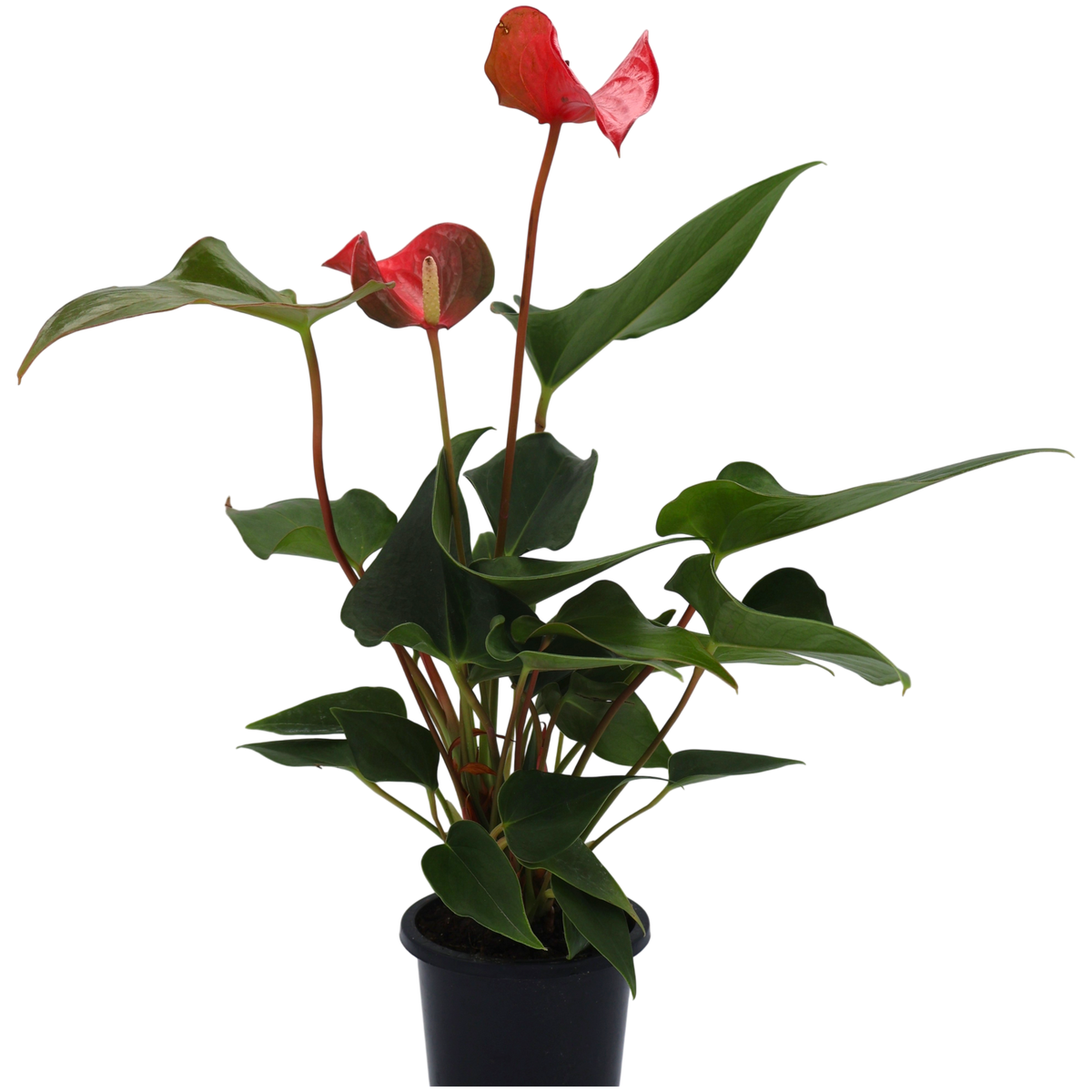 Anthurium Assorted 90mm