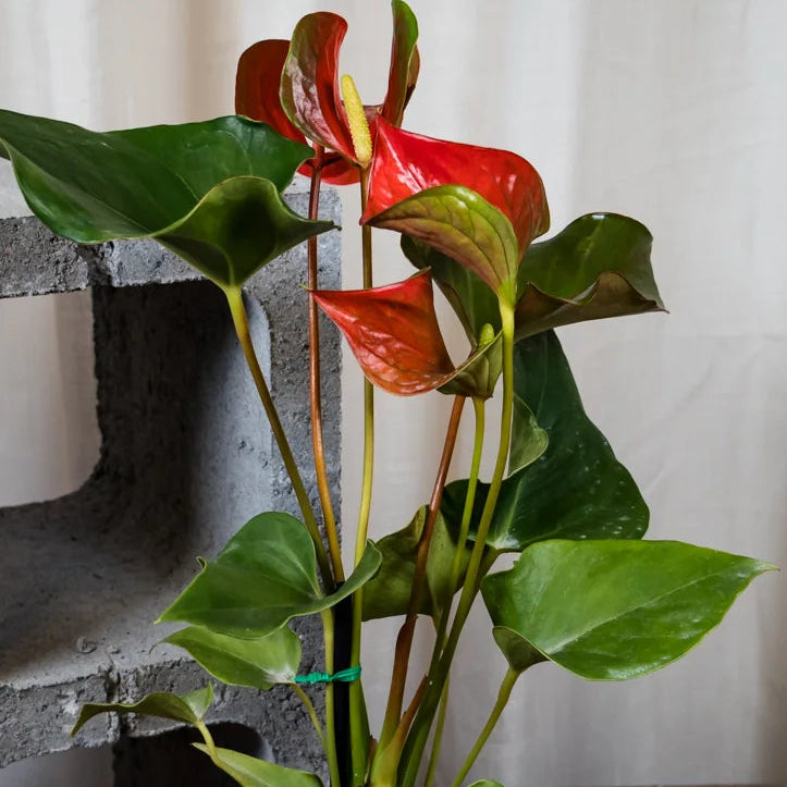 Anthurium Dynamite Red 90mm
