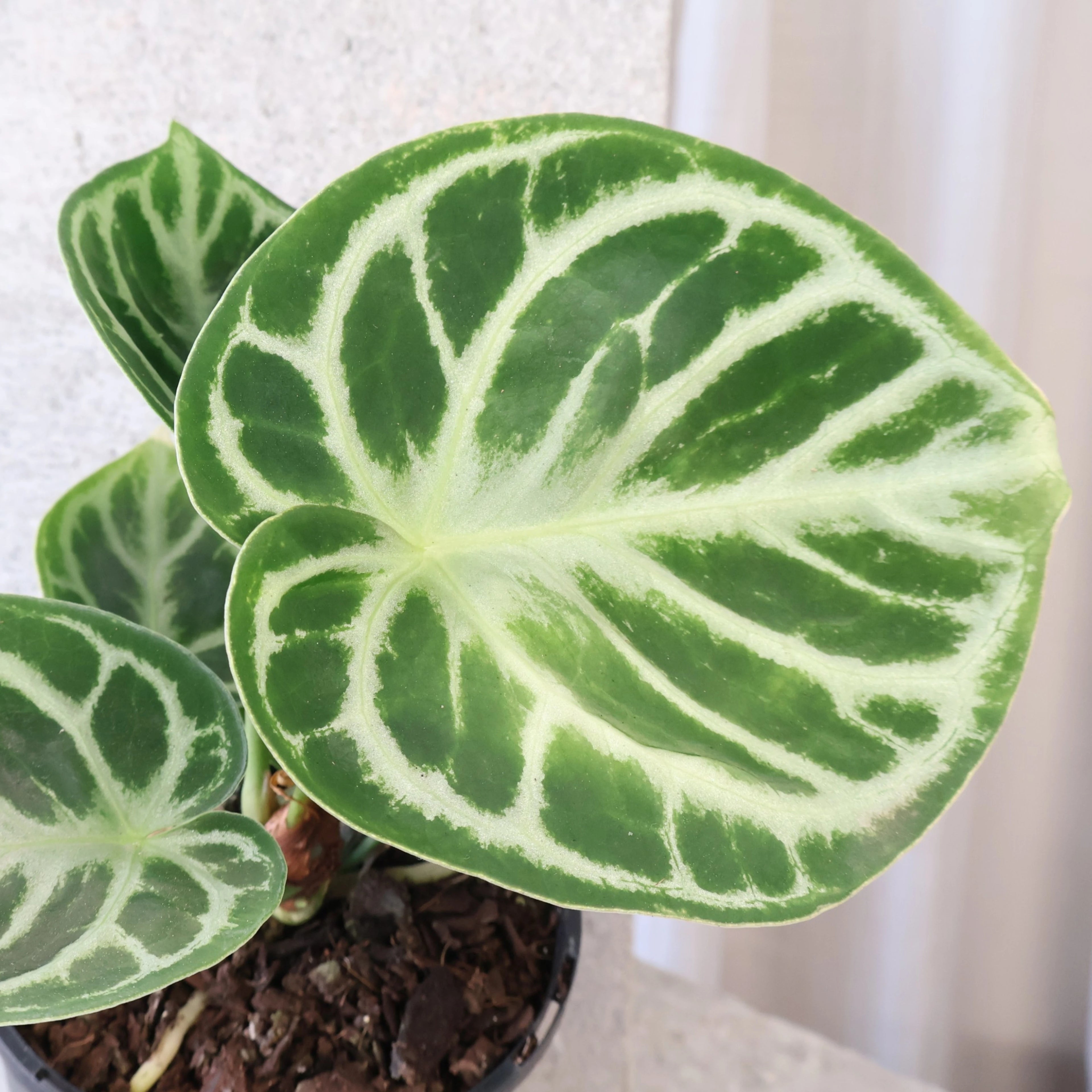 Anthurium Crystallinium Dorayaki 125mm
