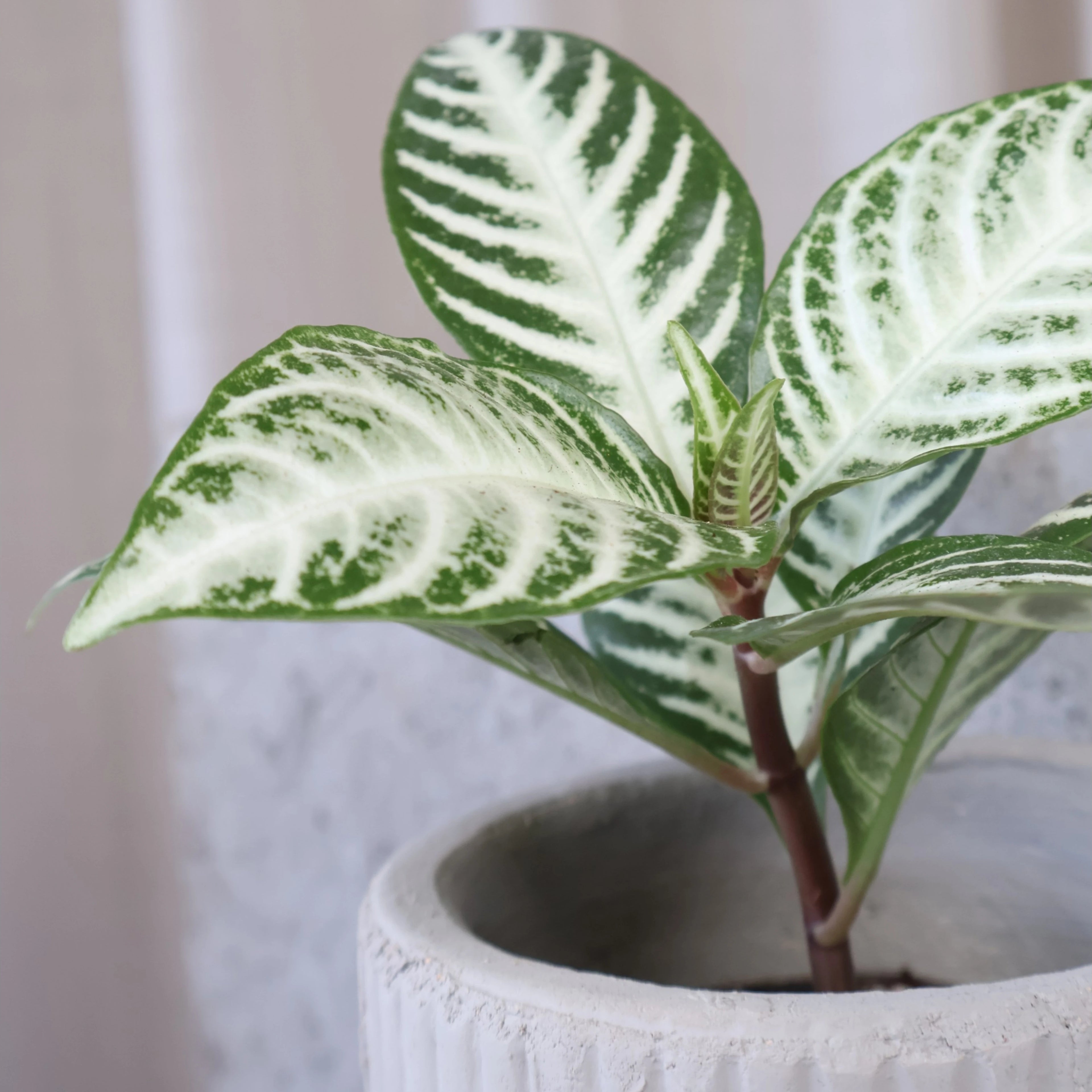 Aphelandra squarrosa Snow White 70mm