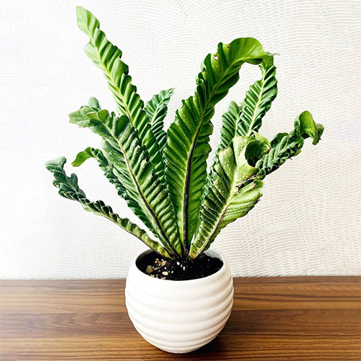Fern Asplenium - Cobra Fern 70mm