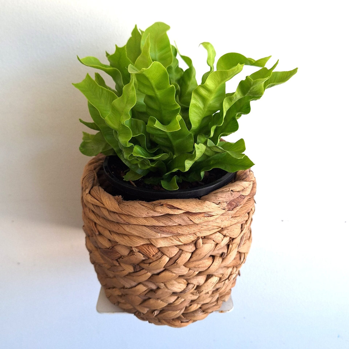 Asplenium Nidus Crispy Wave 100mm