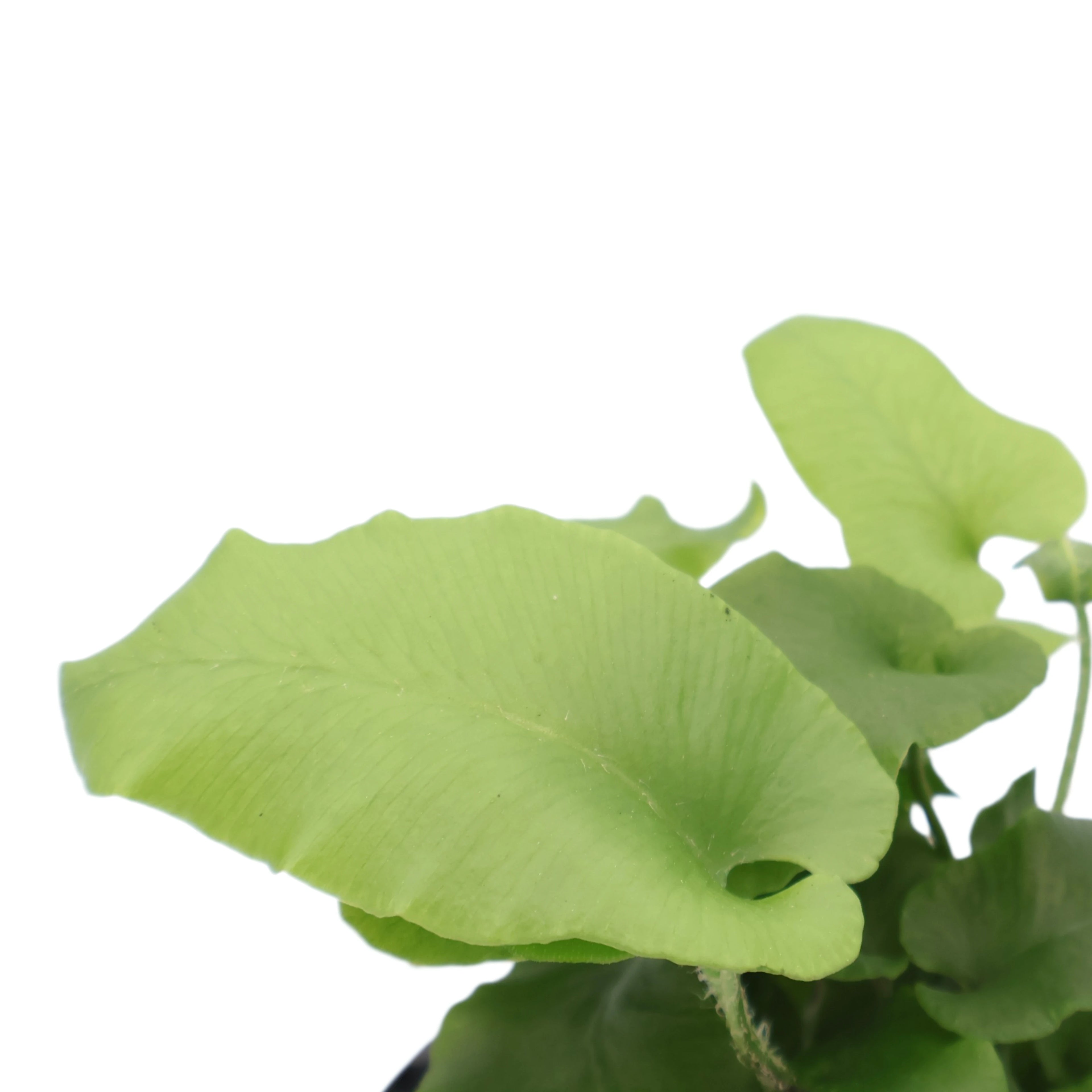Asplenium Scolopendrium - Harts Tongue 100mm