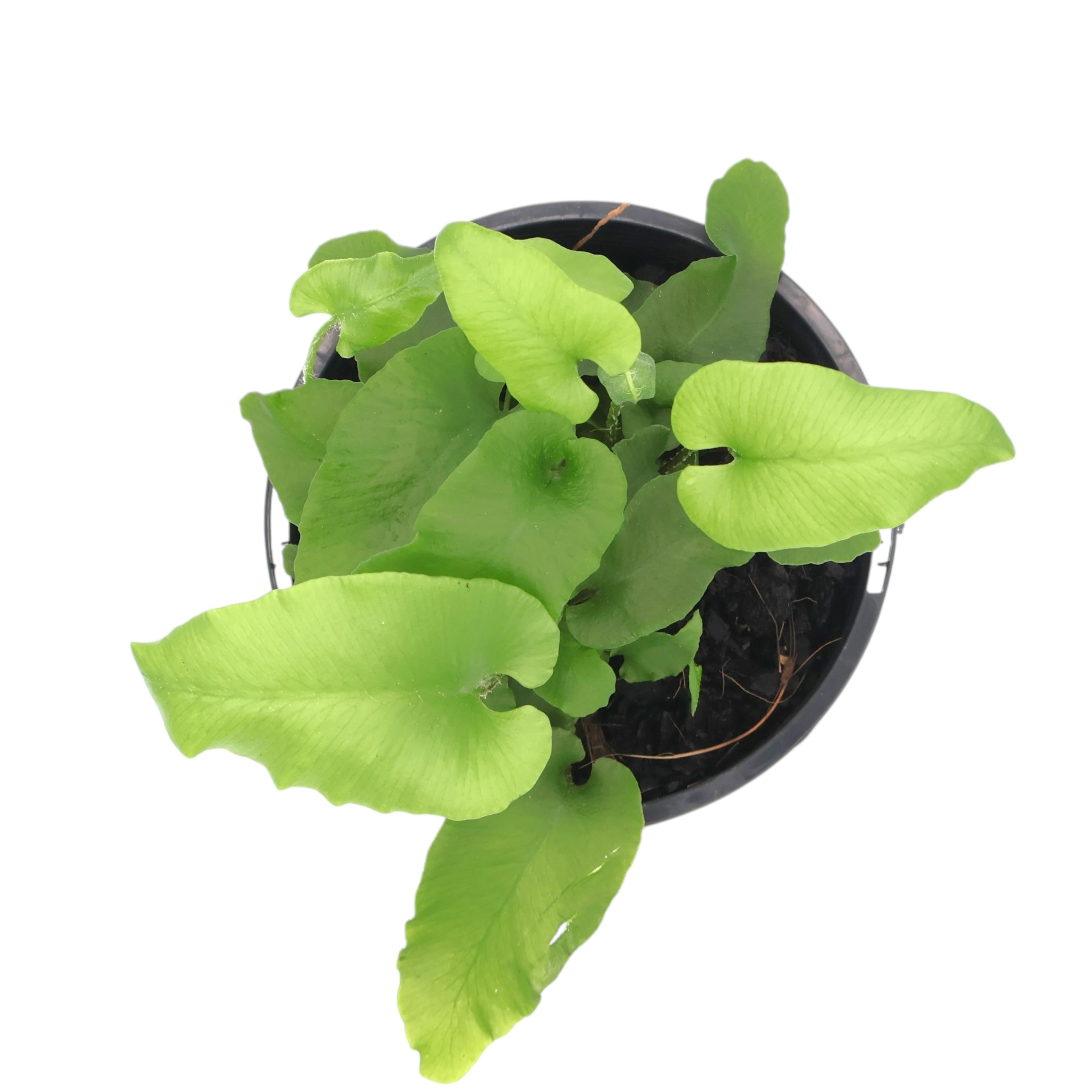 Asplenium Scolopendrium - Harts Tongue 100mm