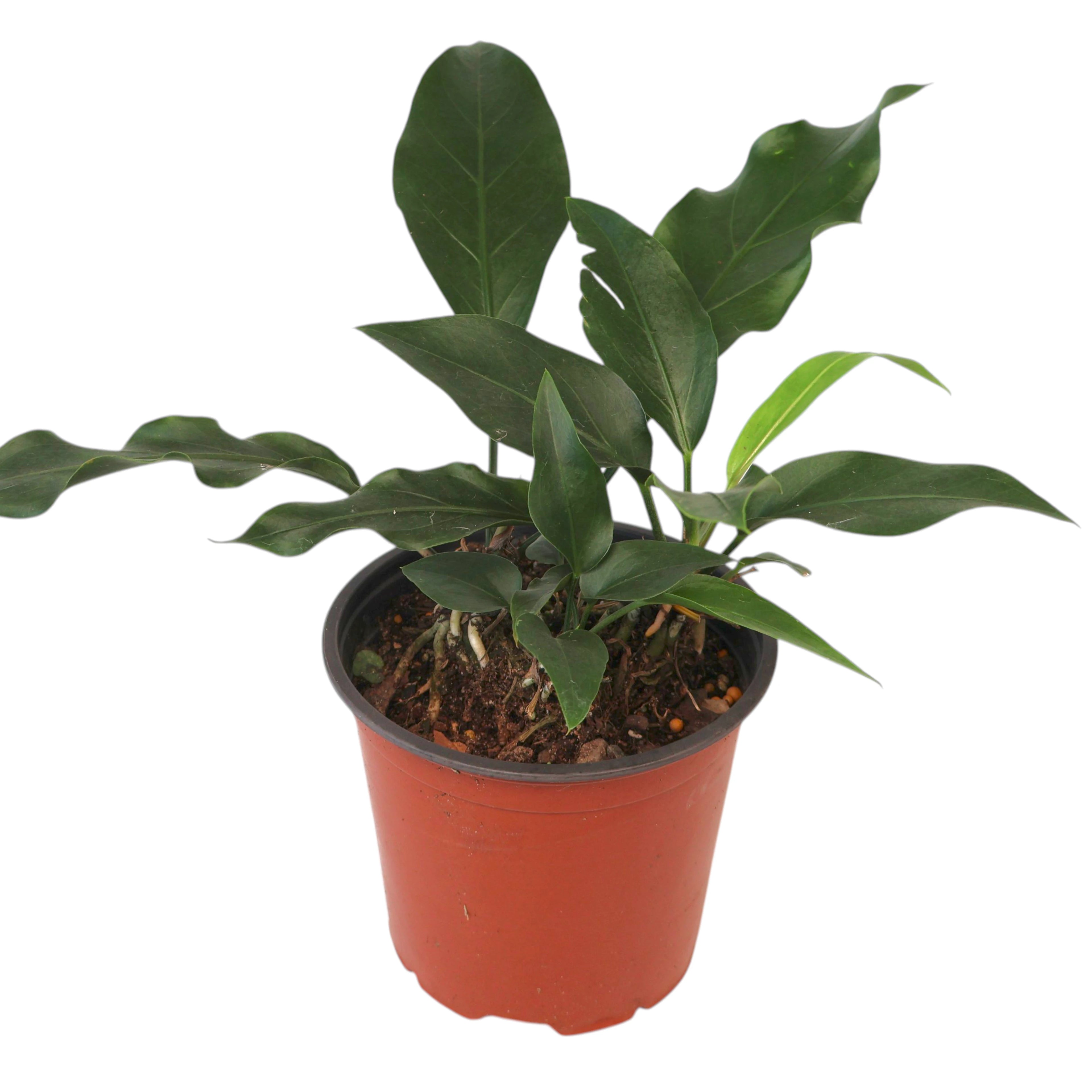 Anthurium Wave Of Love 120mm