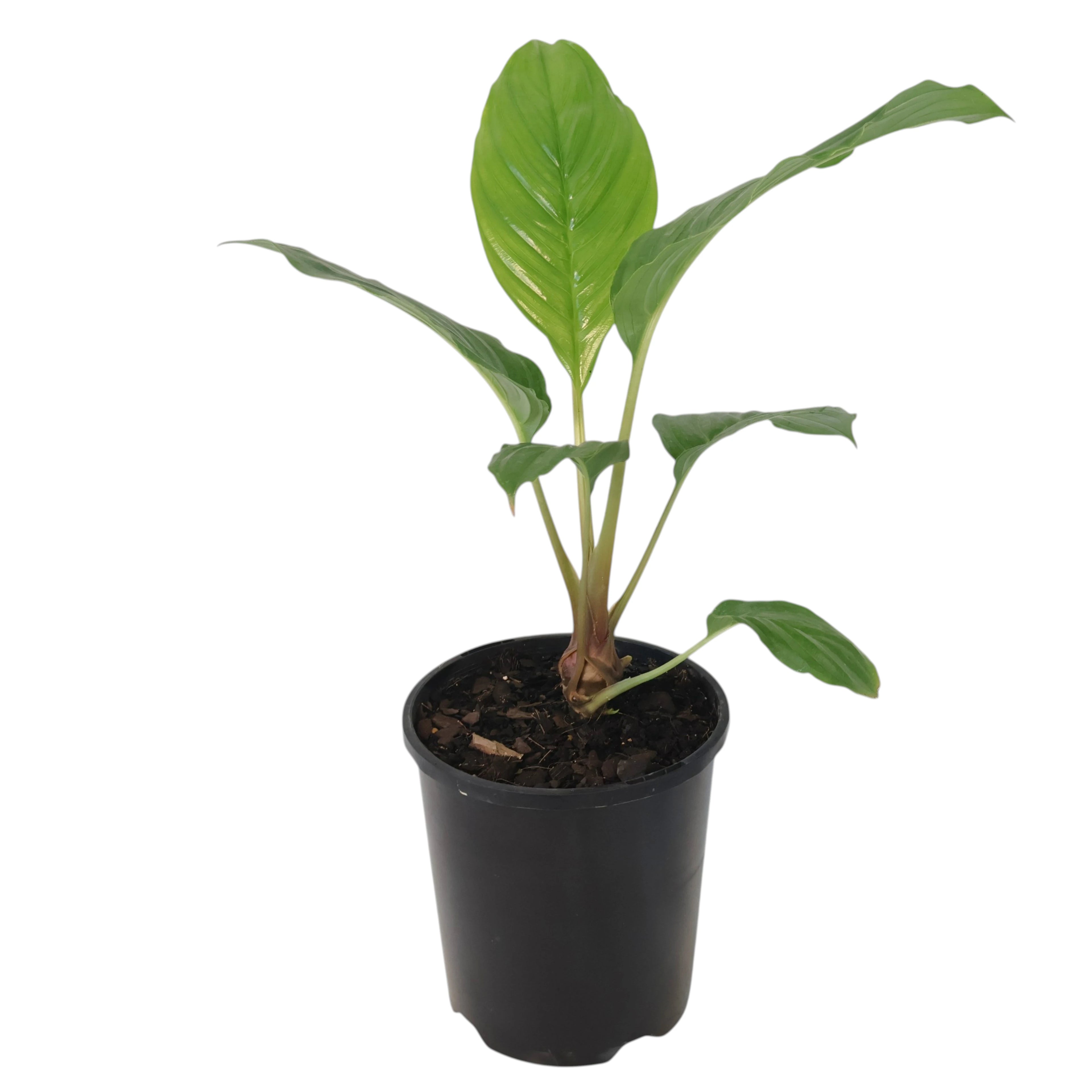 Black Bat Plant - Tacca chantrieri 140mm