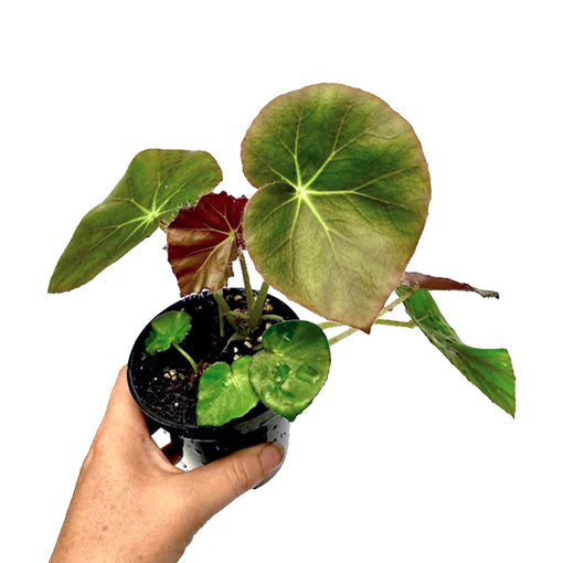 Begonia Beefsteak 120mm