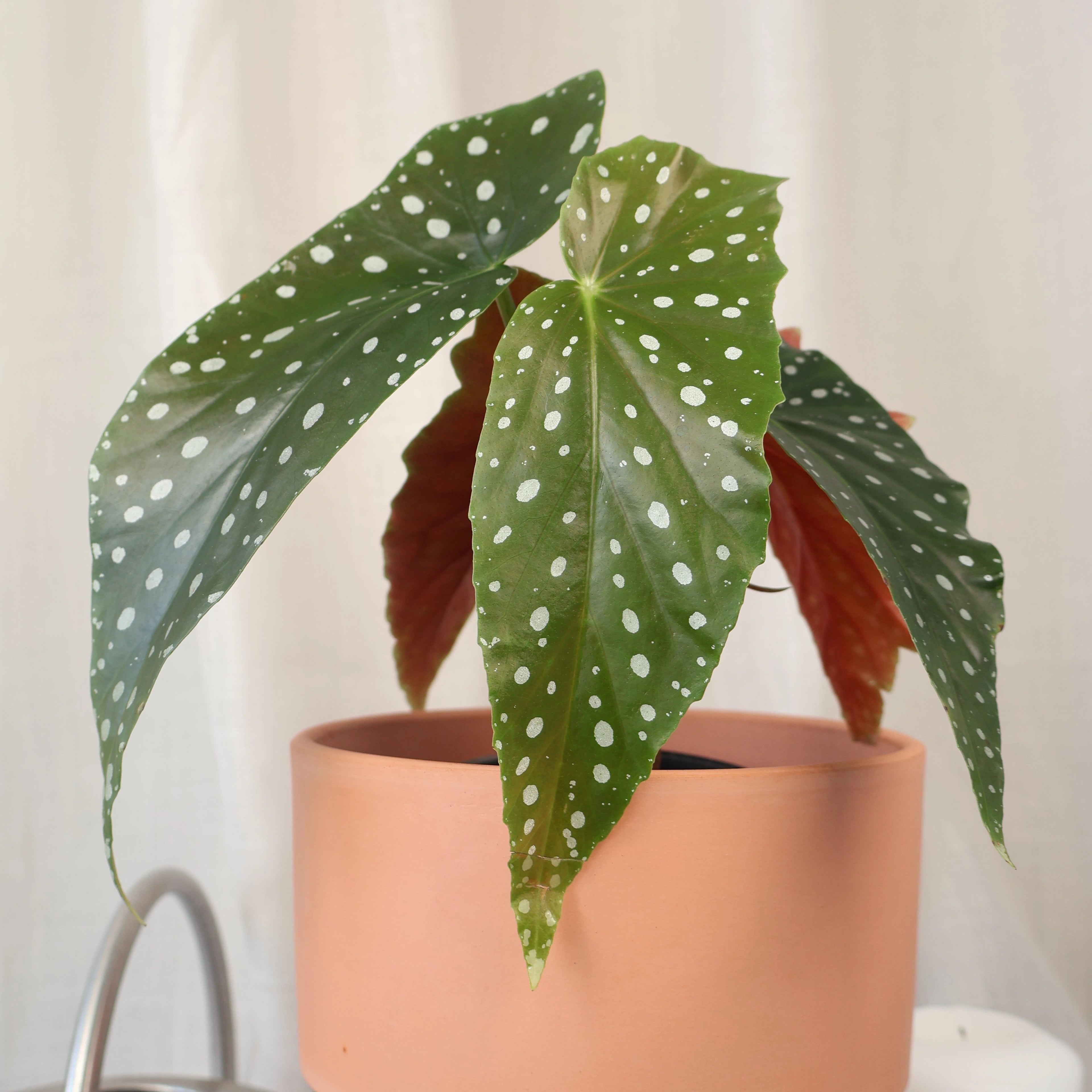Begonia Maculata - Polka Dot Plant 120mm