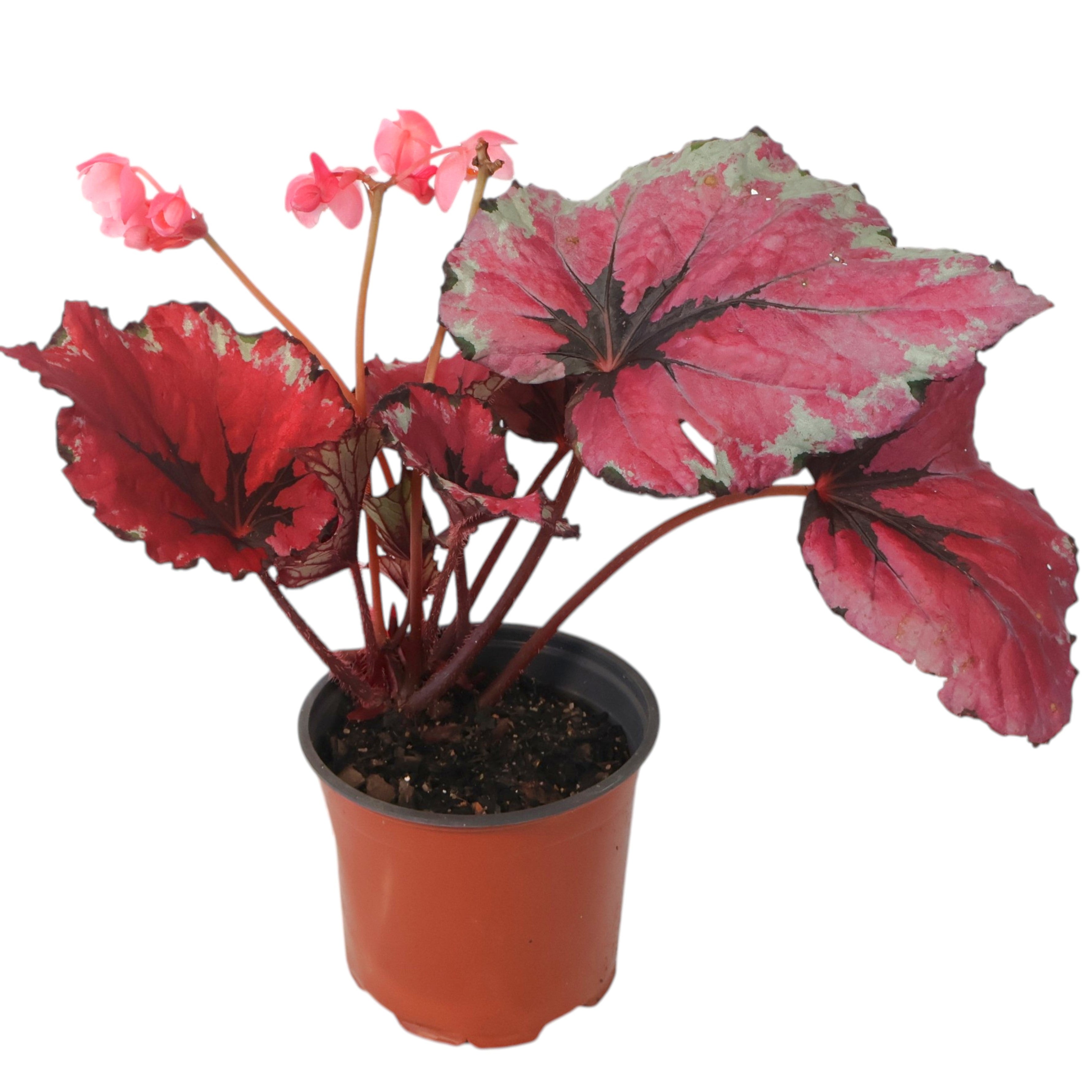 Begonia Kotobuki 120mm