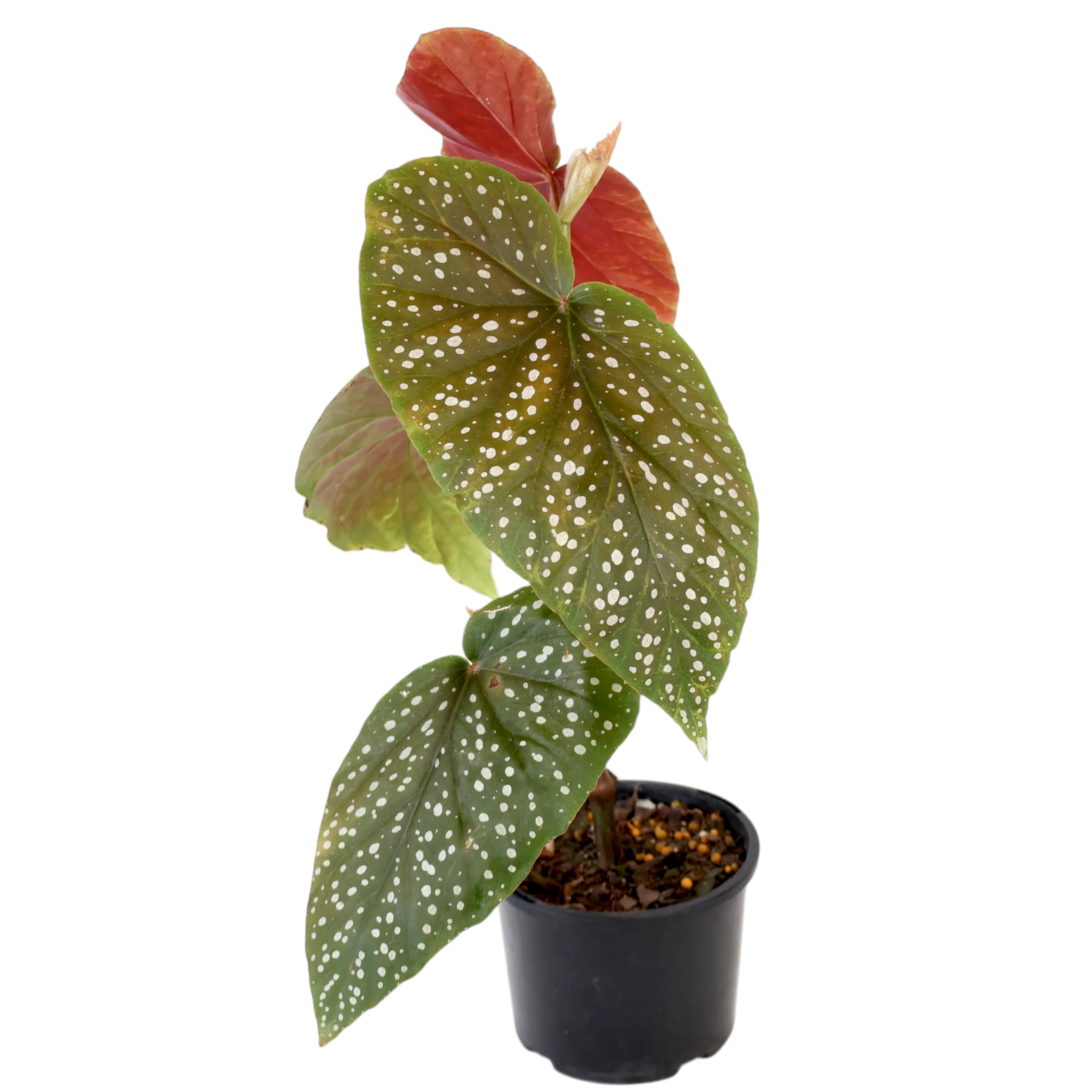 Begonia Lucerna Angel Wings 120mm