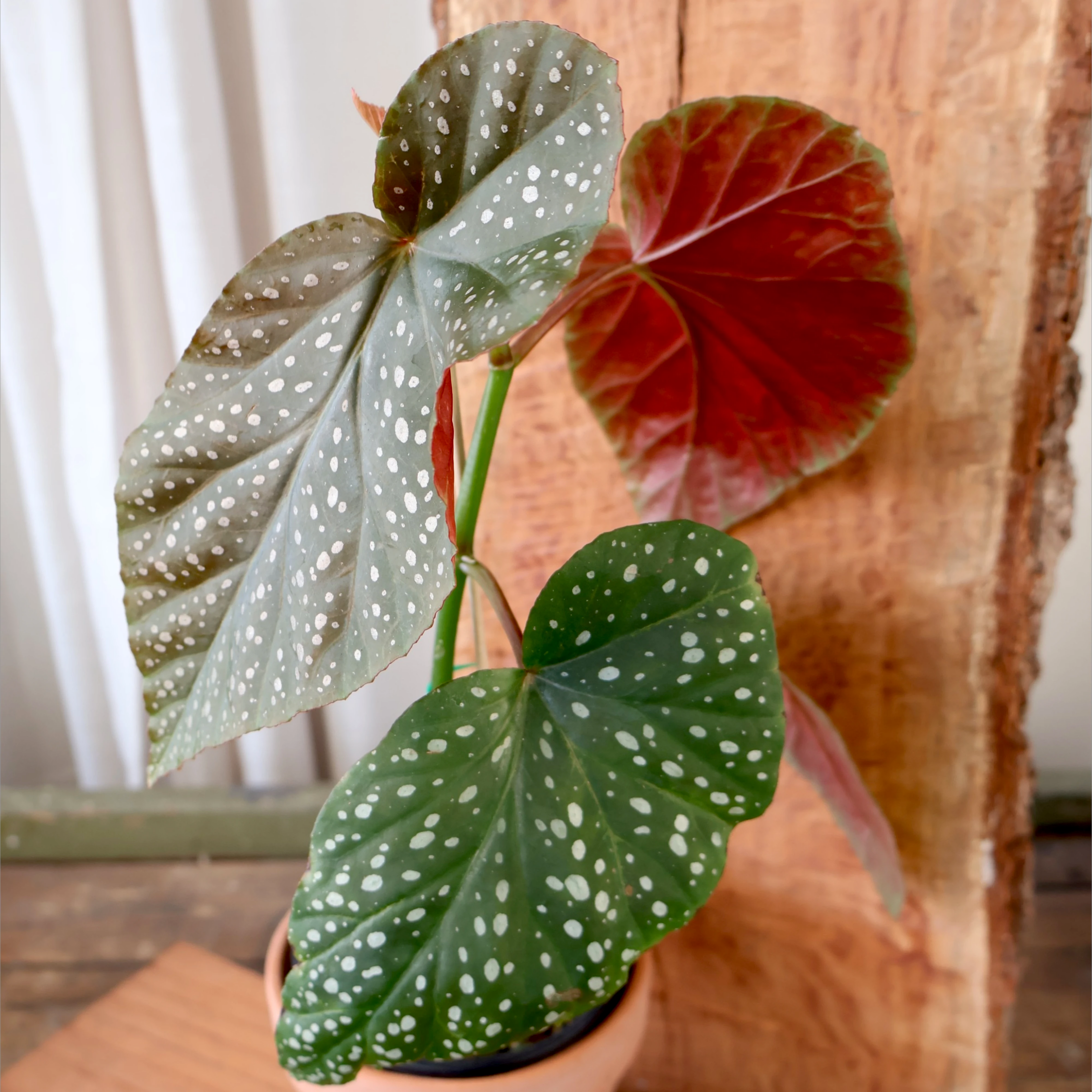 Begonia Lucerna Angel Wings 120mm