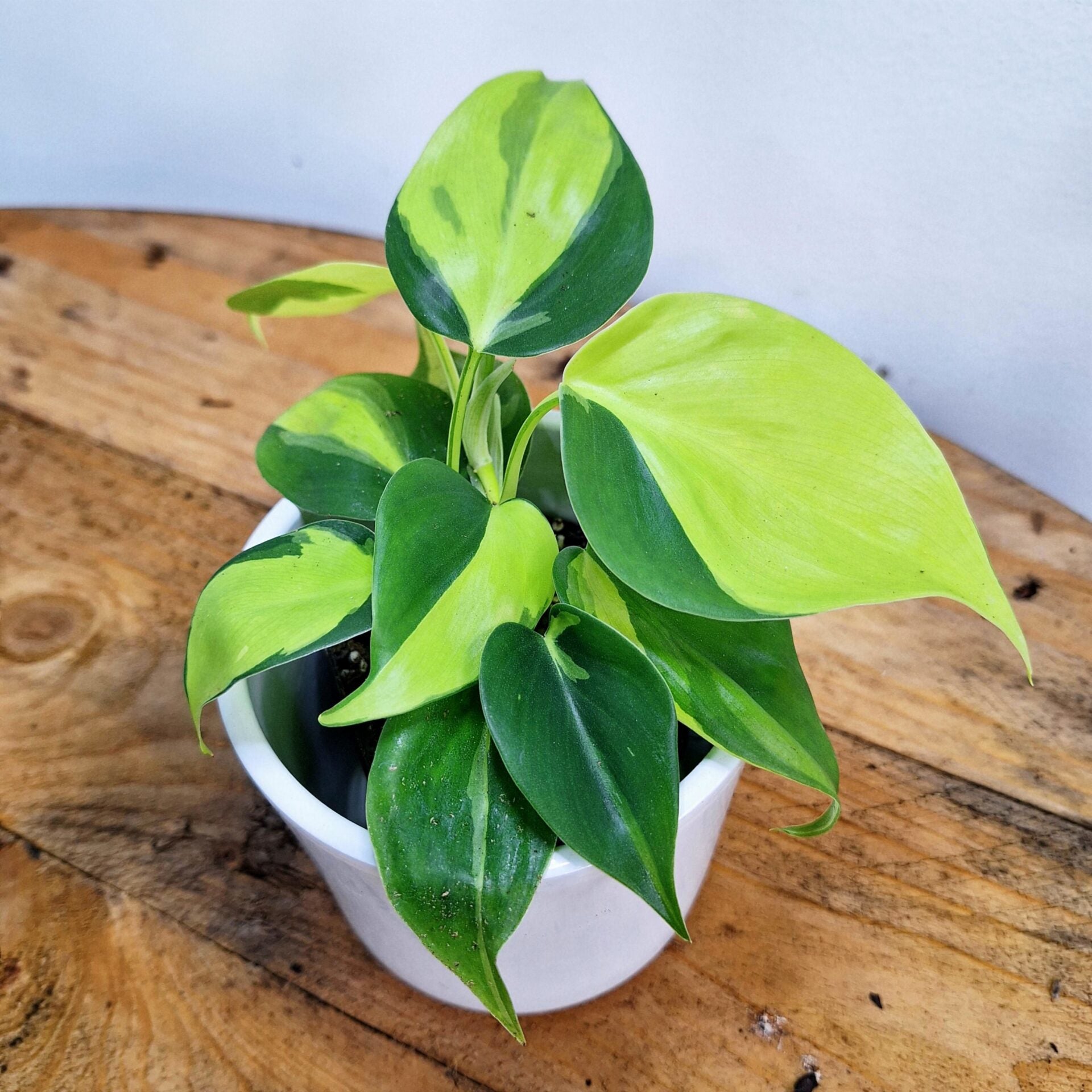 Philodendron Hederaceum Brasil 170mm HB